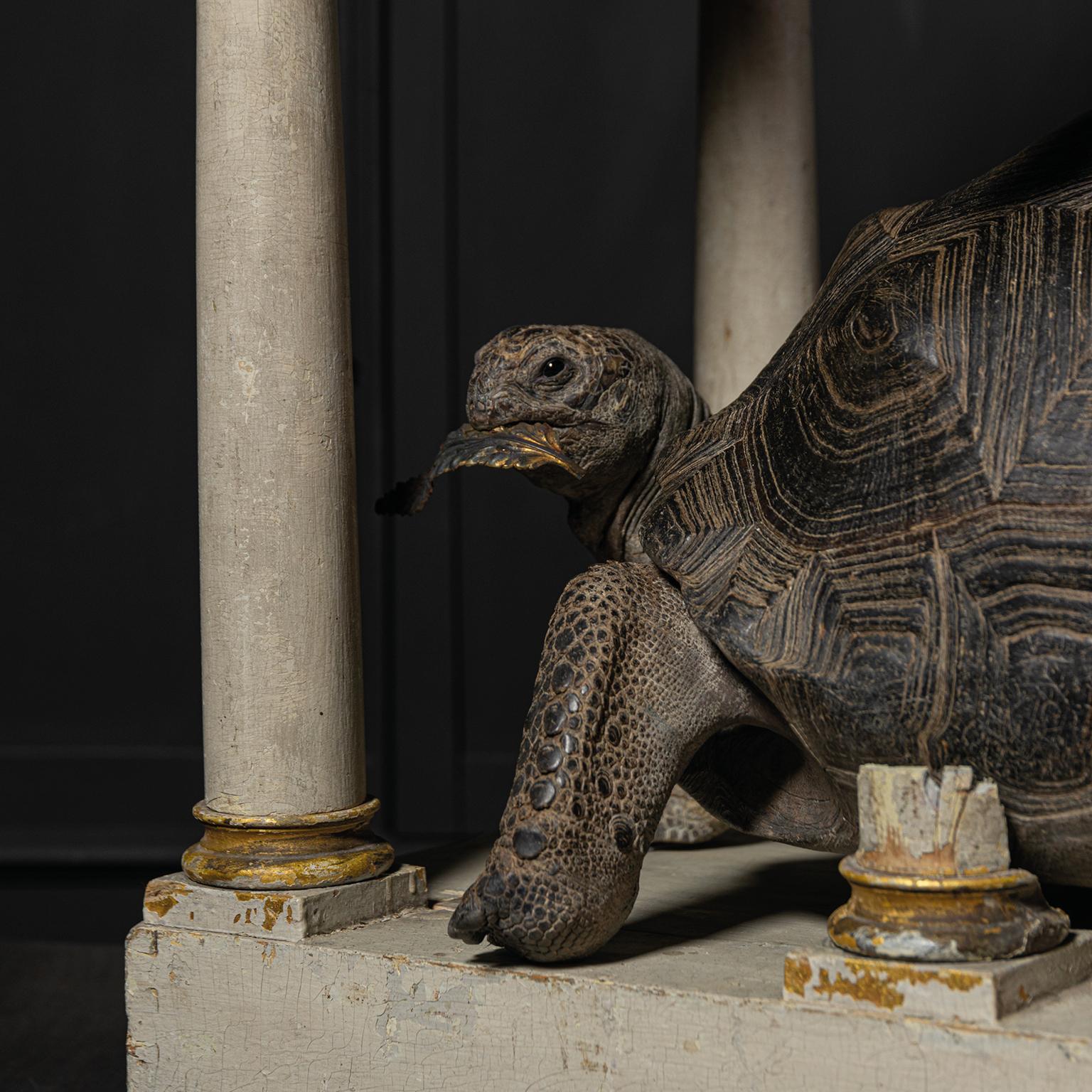 Fine Taxidermy Aldabra Giant Tortoise by Sinke & Van Tongeren 8