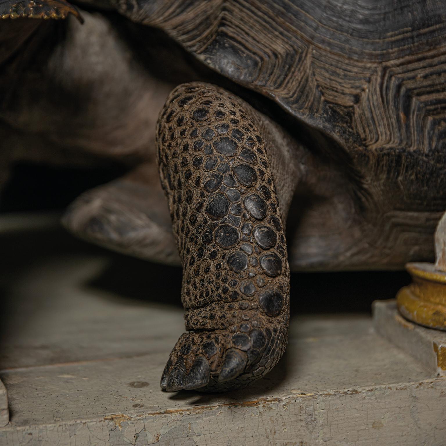 Fine Taxidermy Aldabra Giant Tortoise by Sinke & Van Tongeren 9