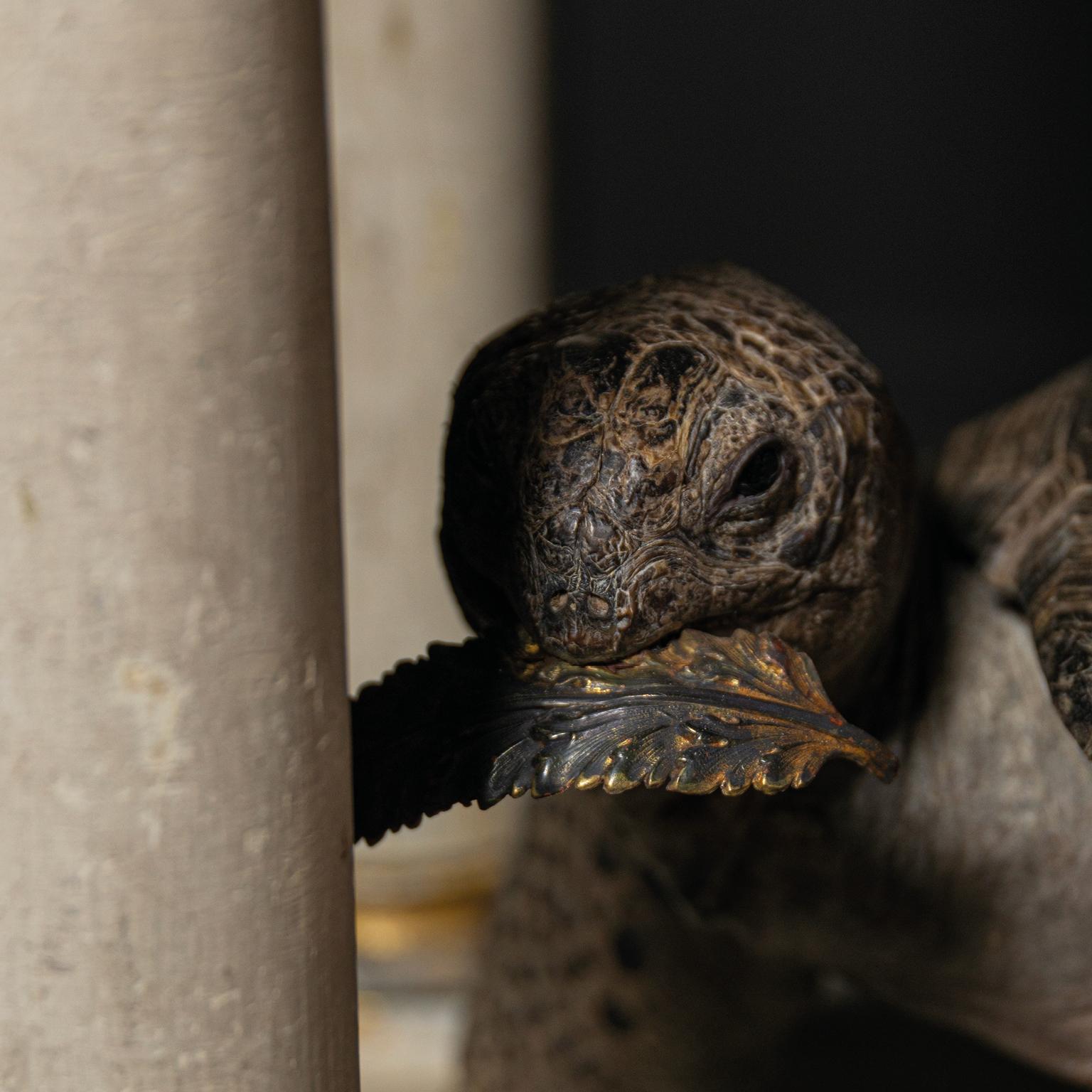 Fine Taxidermy Aldabra Giant Tortoise by Sinke & Van Tongeren 13