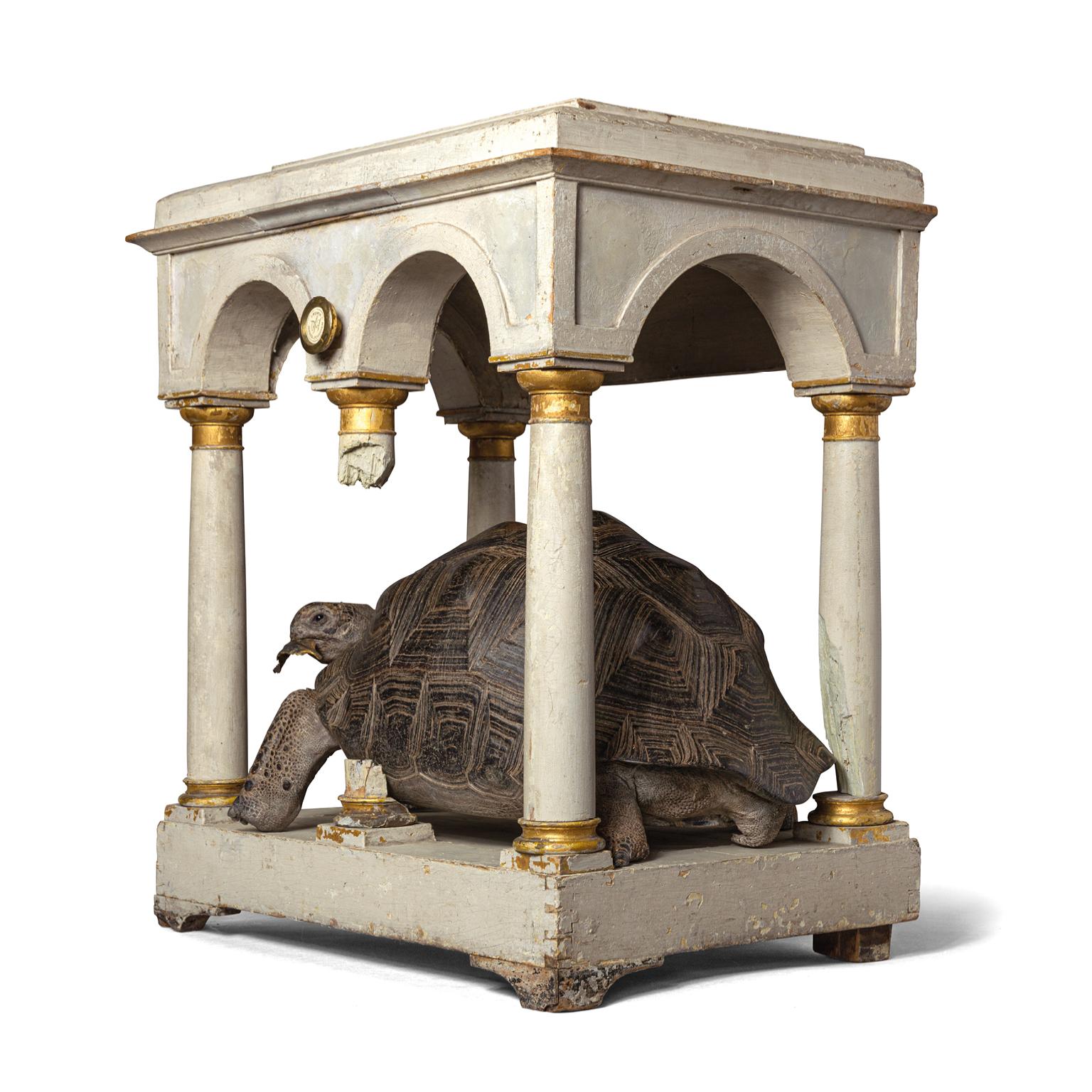 Victorian Fine Taxidermy Aldabra Giant Tortoise by Sinke & Van Tongeren