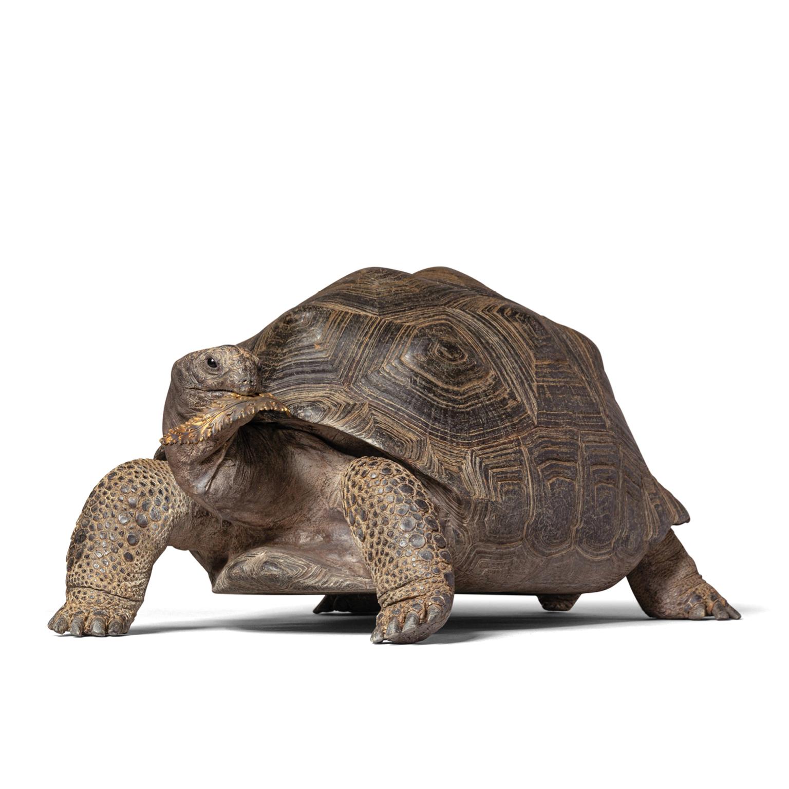 Dutch Fine Taxidermy Aldabra Giant Tortoise by Sinke & Van Tongeren