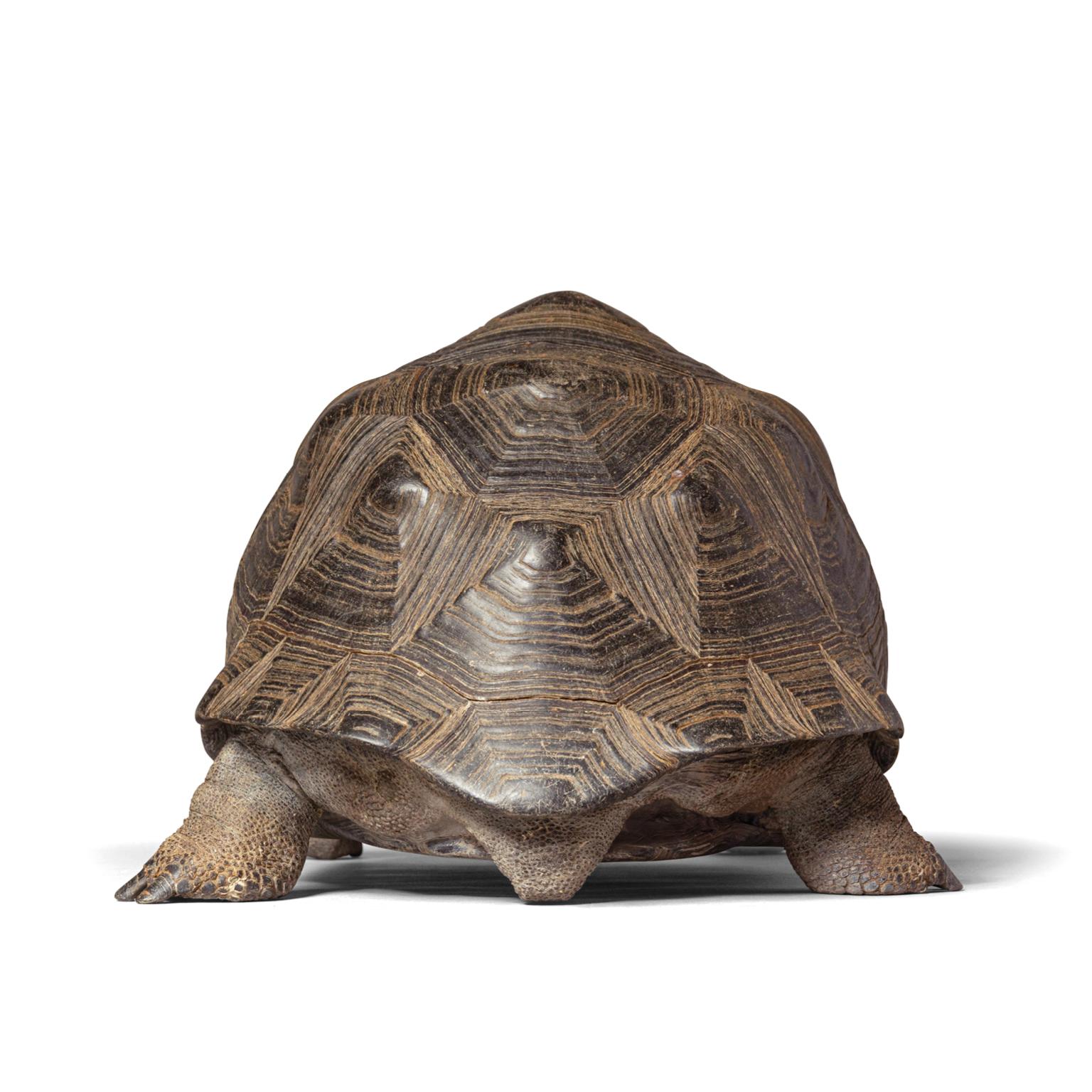 Fine Taxidermy Aldabra Giant Tortoise by Sinke & Van Tongeren In Excellent Condition In Haarlem, NL