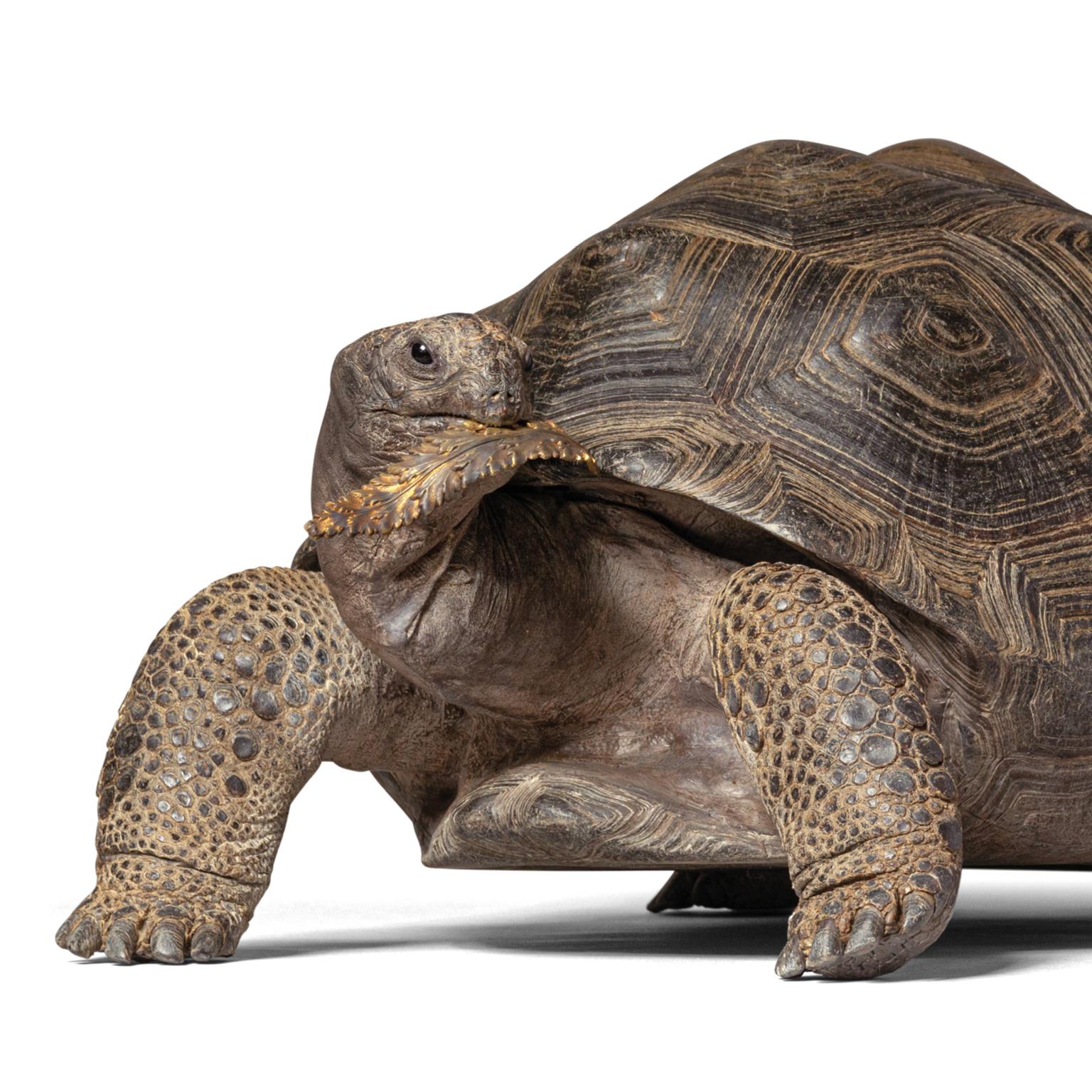 Contemporary Fine Taxidermy Aldabra Giant Tortoise by Sinke & Van Tongeren