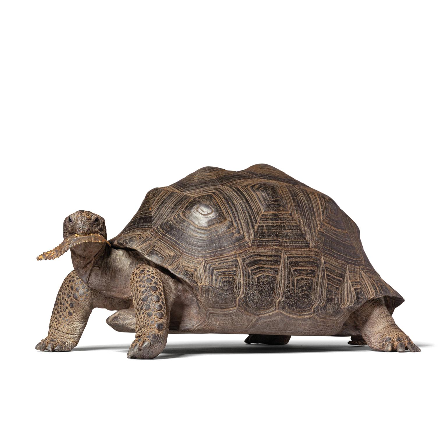 Animal Skin Fine Taxidermy Aldabra Giant Tortoise by Sinke & Van Tongeren