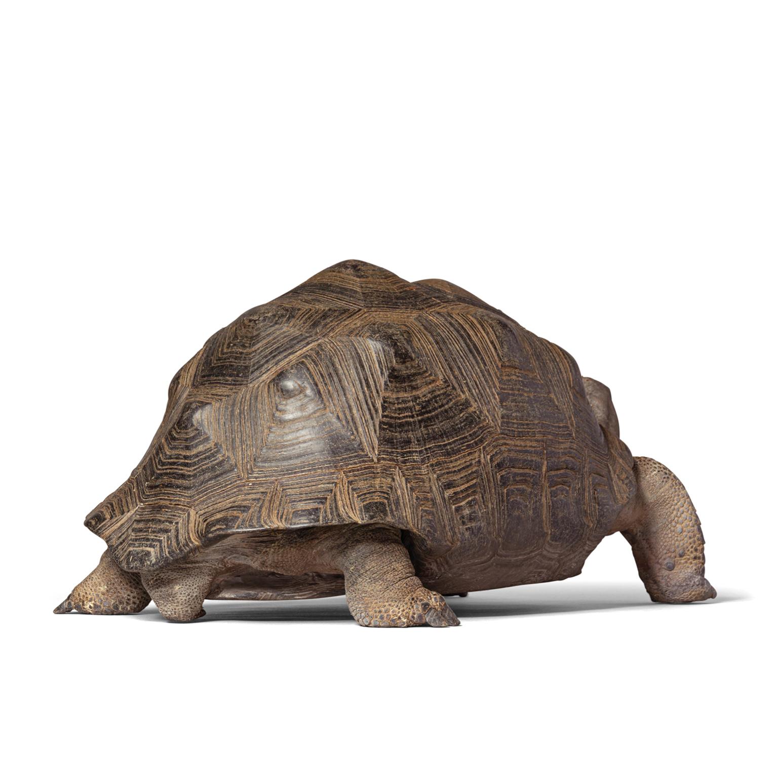 Fine Taxidermy Aldabra Giant Tortoise by Sinke & Van Tongeren 1