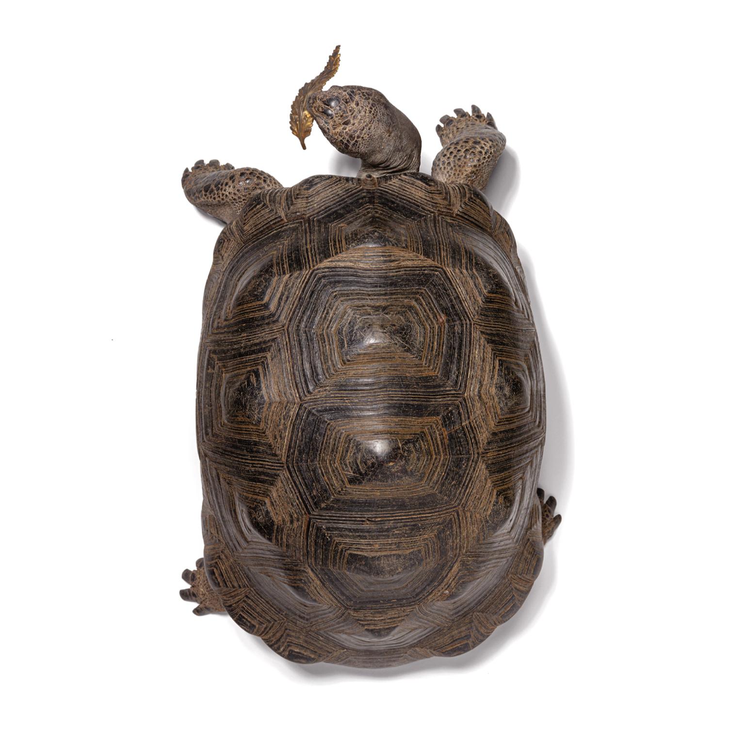 Fine Taxidermy Aldabra Giant Tortoise by Sinke & Van Tongeren 2