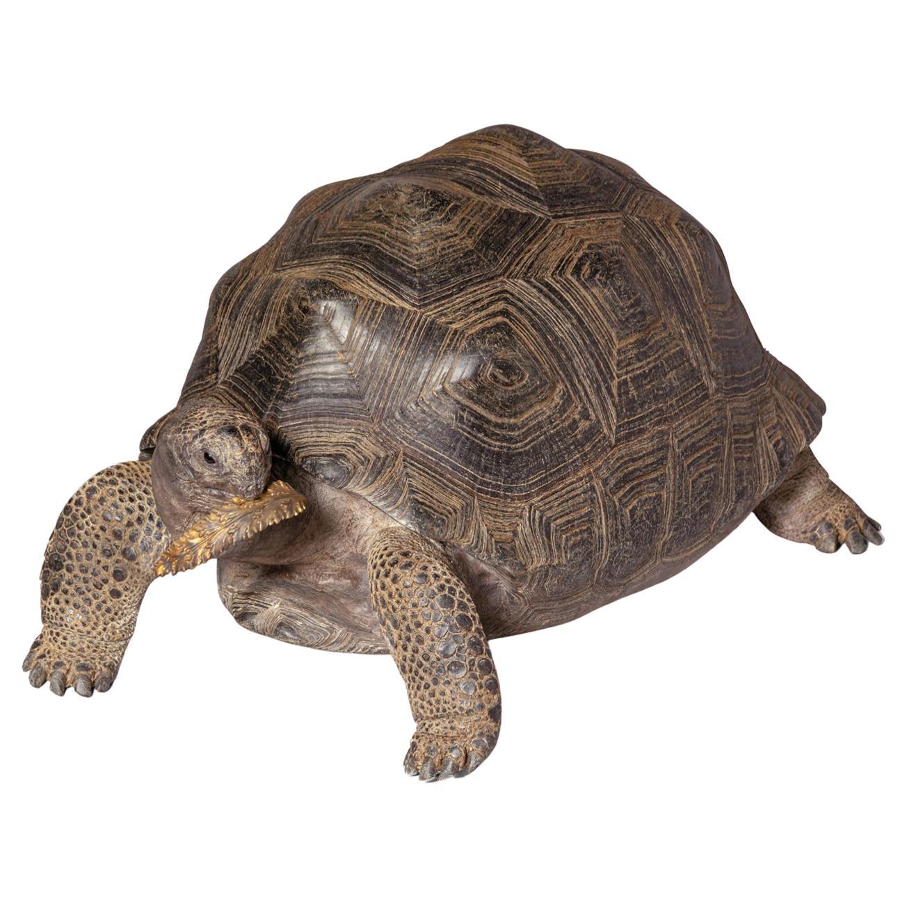 Fine Taxidermy Aldabra Giant Tortoise by Sinke & Van Tongeren