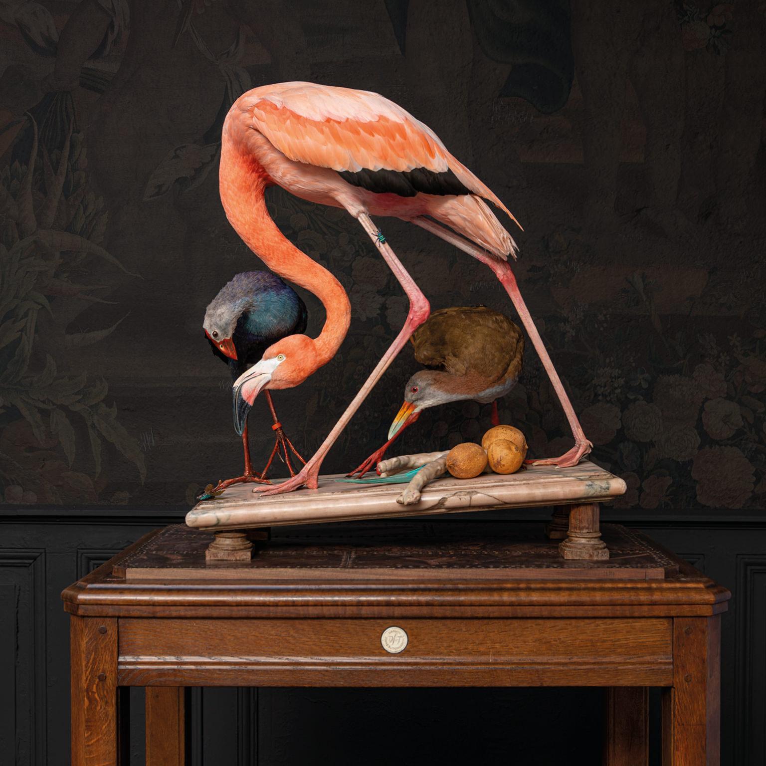 Animal Skin Fine Taxidermy American Flamingo Inspired by Audubon by Sinke & Van Tongeren For Sale