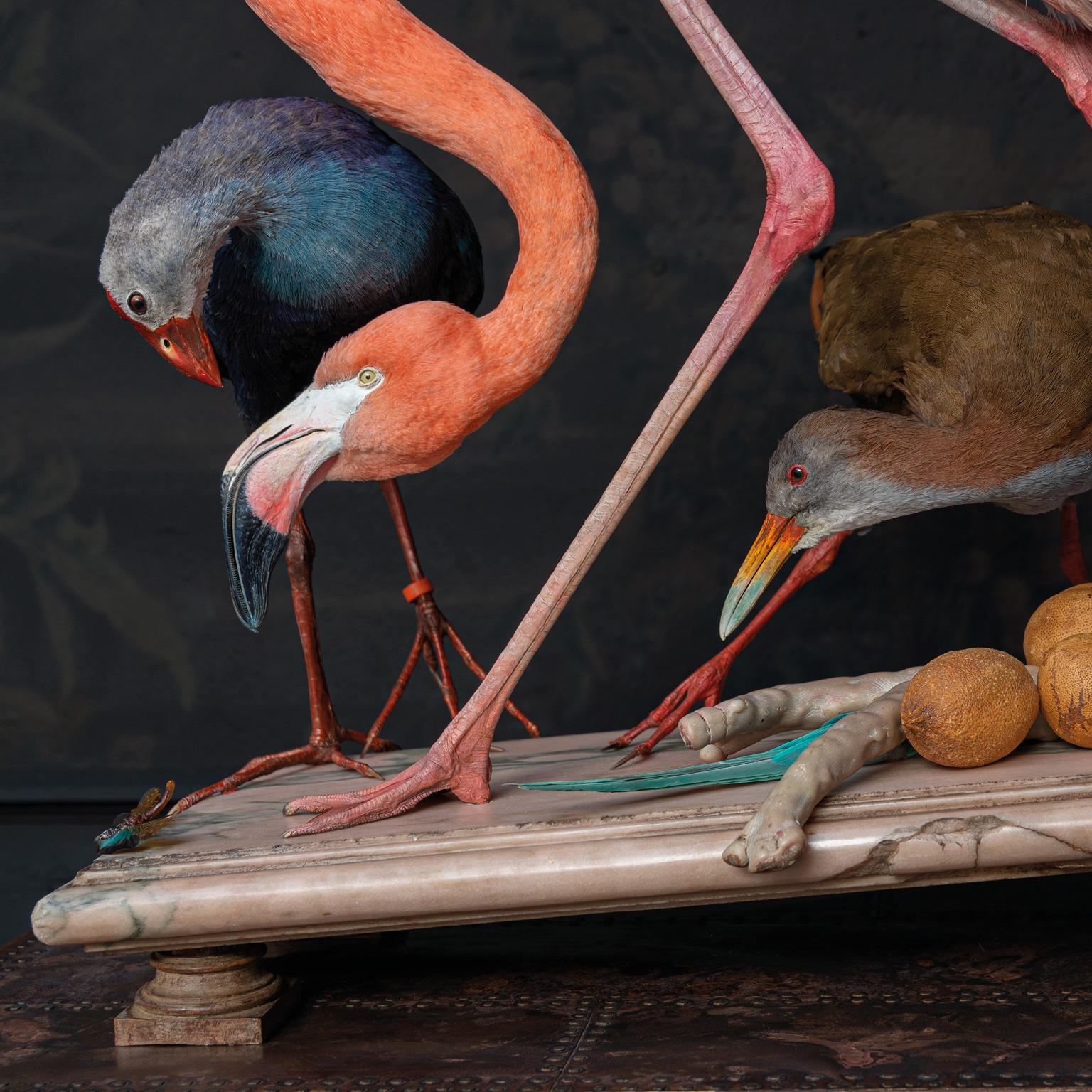 Fine Taxidermy American Flamingo Inspired by Audubon by Sinke & Van Tongeren For Sale 2