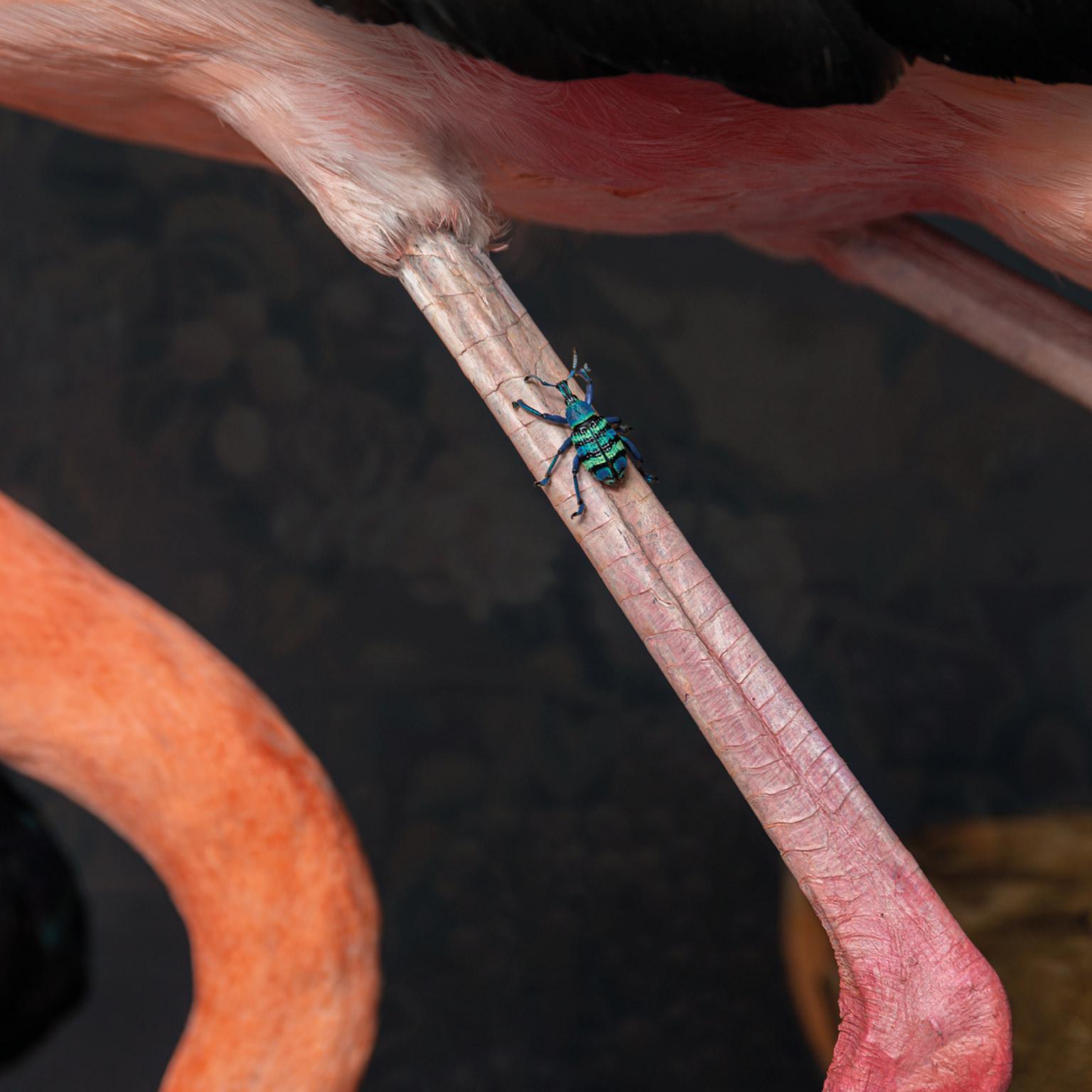 Fine Taxidermy American Flamingo Inspired by Audubon by Sinke & Van Tongeren For Sale 3
