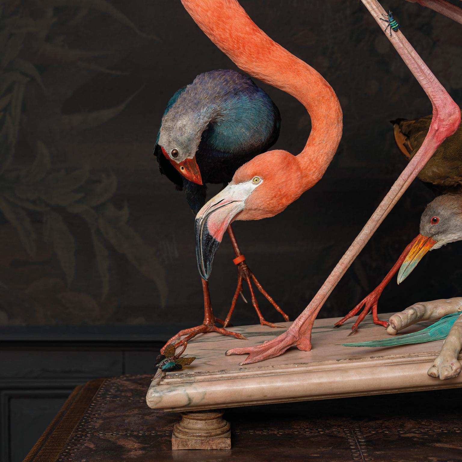 Fine Taxidermy American Flamingo Inspired by Audubon by Sinke & Van Tongeren For Sale 4