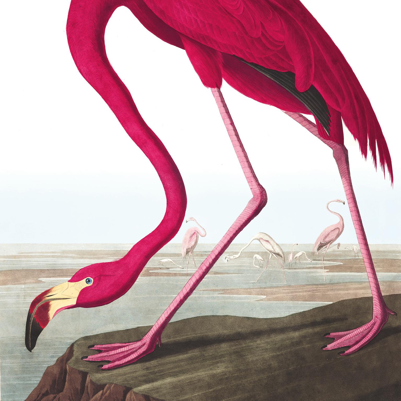 Feine amerikanische Taxidermie, Flamingo, inspiriert von Audubon von Sinke & Van Tongeren (Viktorianisch) im Angebot