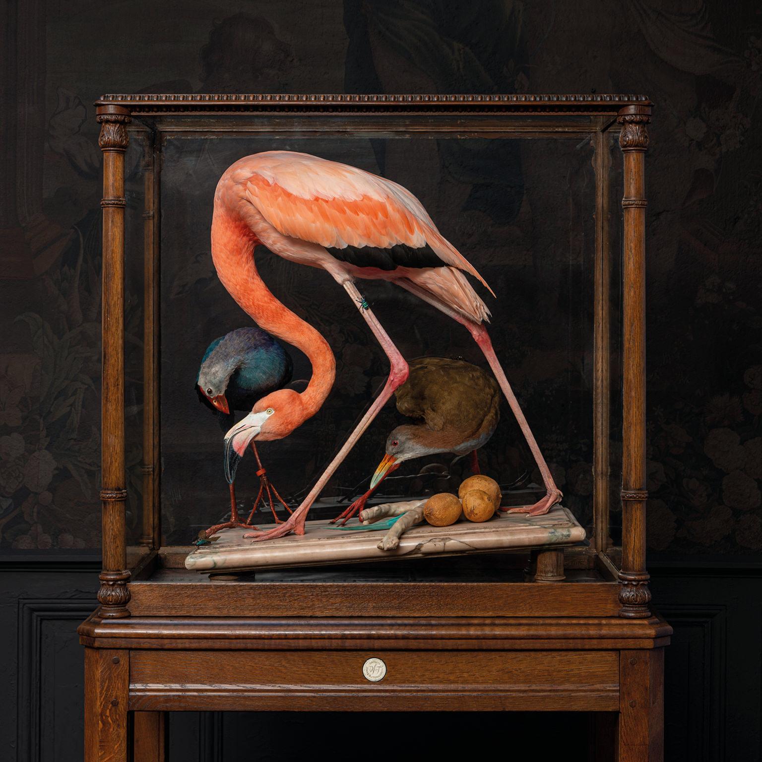 Feine amerikanische Taxidermie, Flamingo, inspiriert von Audubon von Sinke & Van Tongeren im Zustand „Hervorragend“ in Haarlem, NL