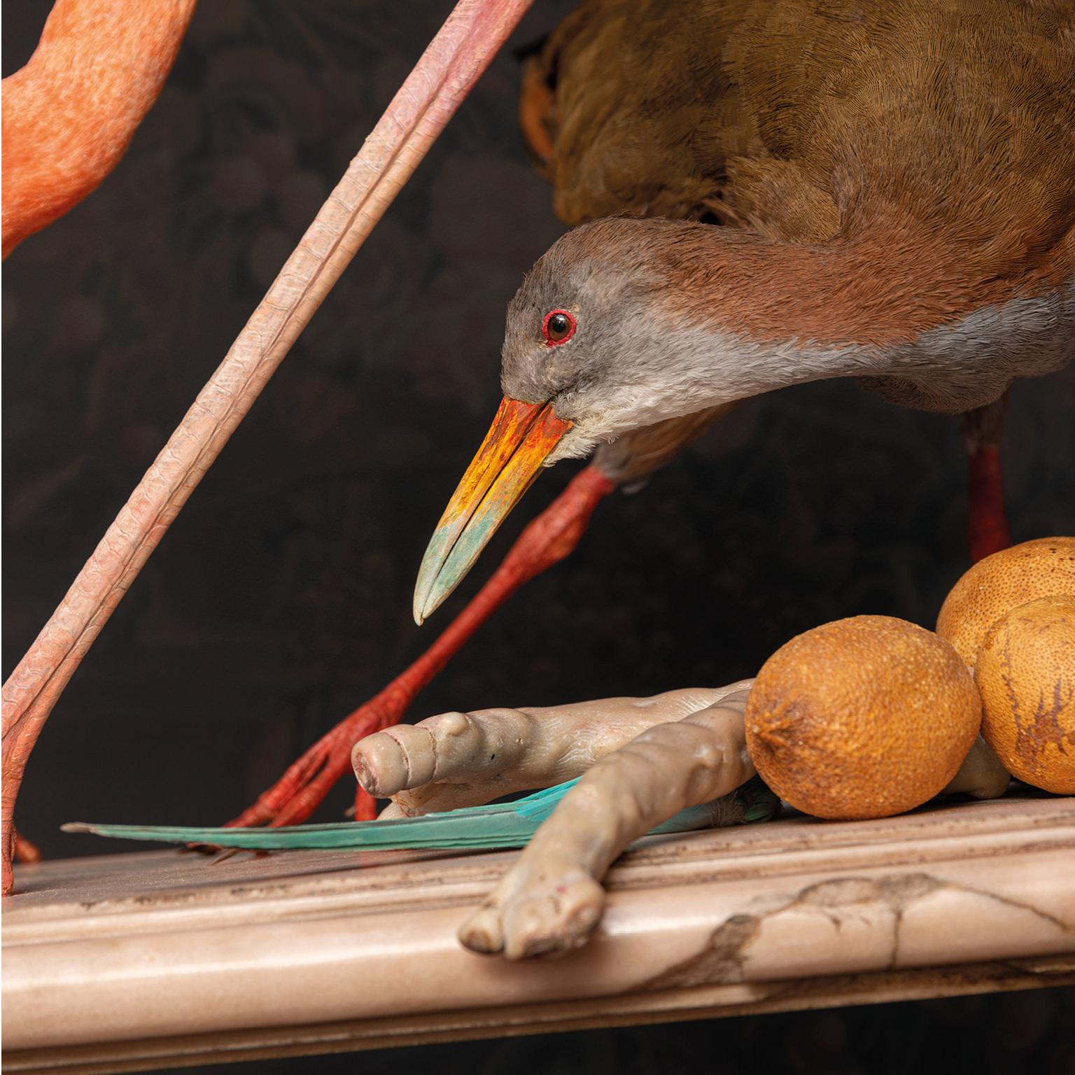 Feine amerikanische Taxidermie, Flamingo, inspiriert von Audubon von Sinke & Van Tongeren 1