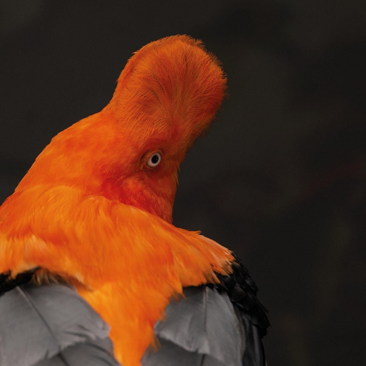 Animal Skin Fine Taxidermy Andean Cock of the Rocks by Sinke & Van Tongeren