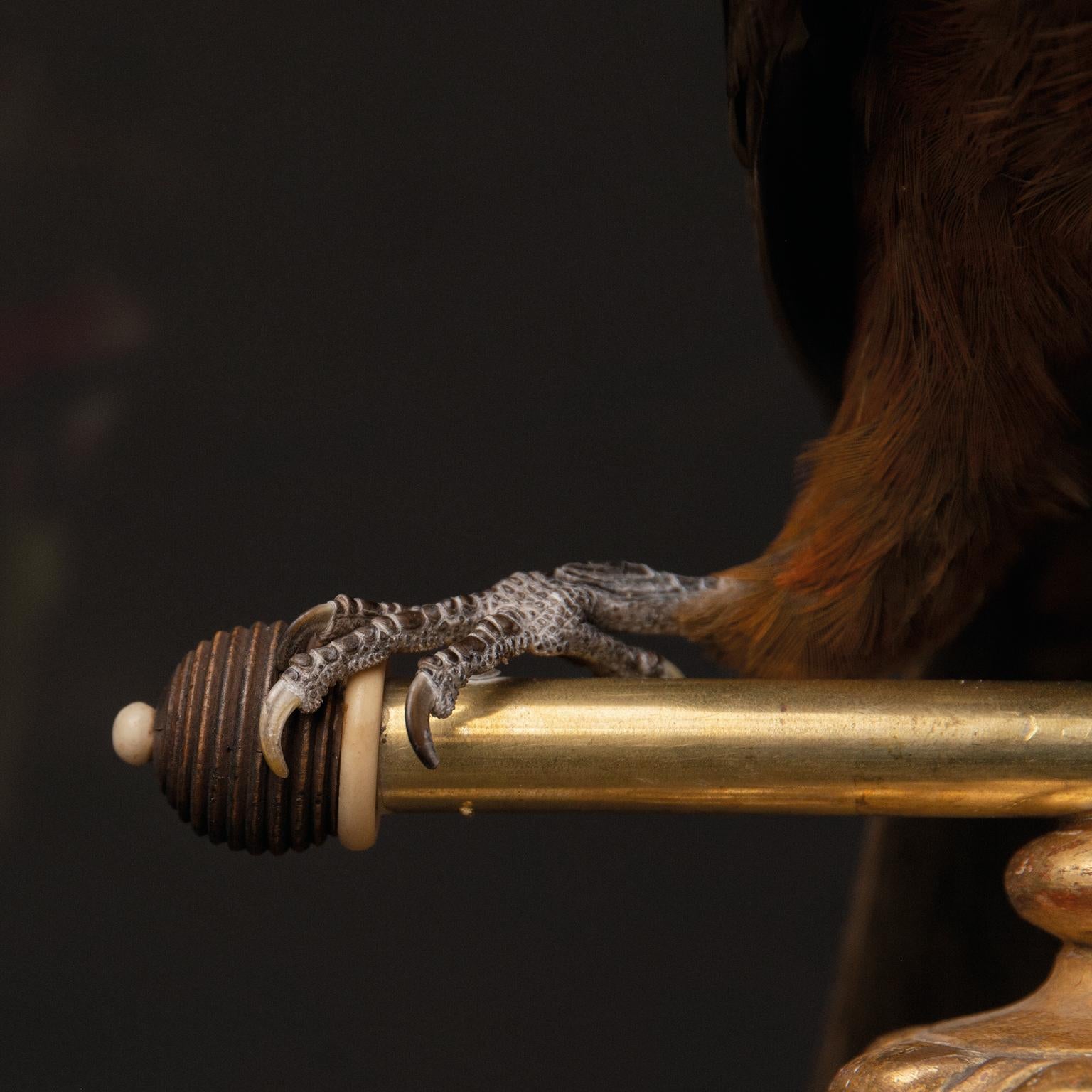 Fine Taxidermy Andean Cock of the Rocks by Sinke & Van Tongeren 1