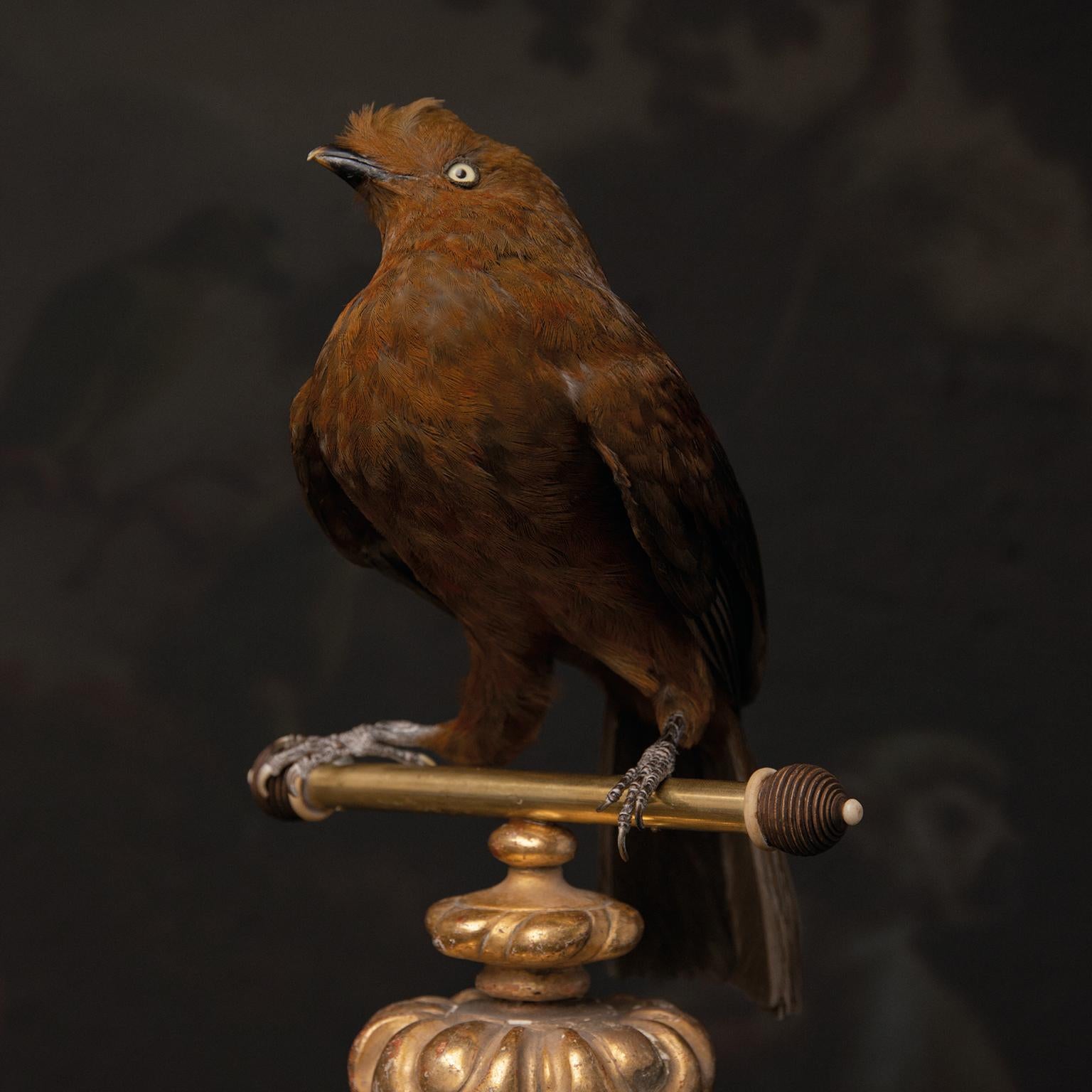 Victorian Fine Taxidermy Andean Cock of the Rocks by Sinke & Van Tongeren