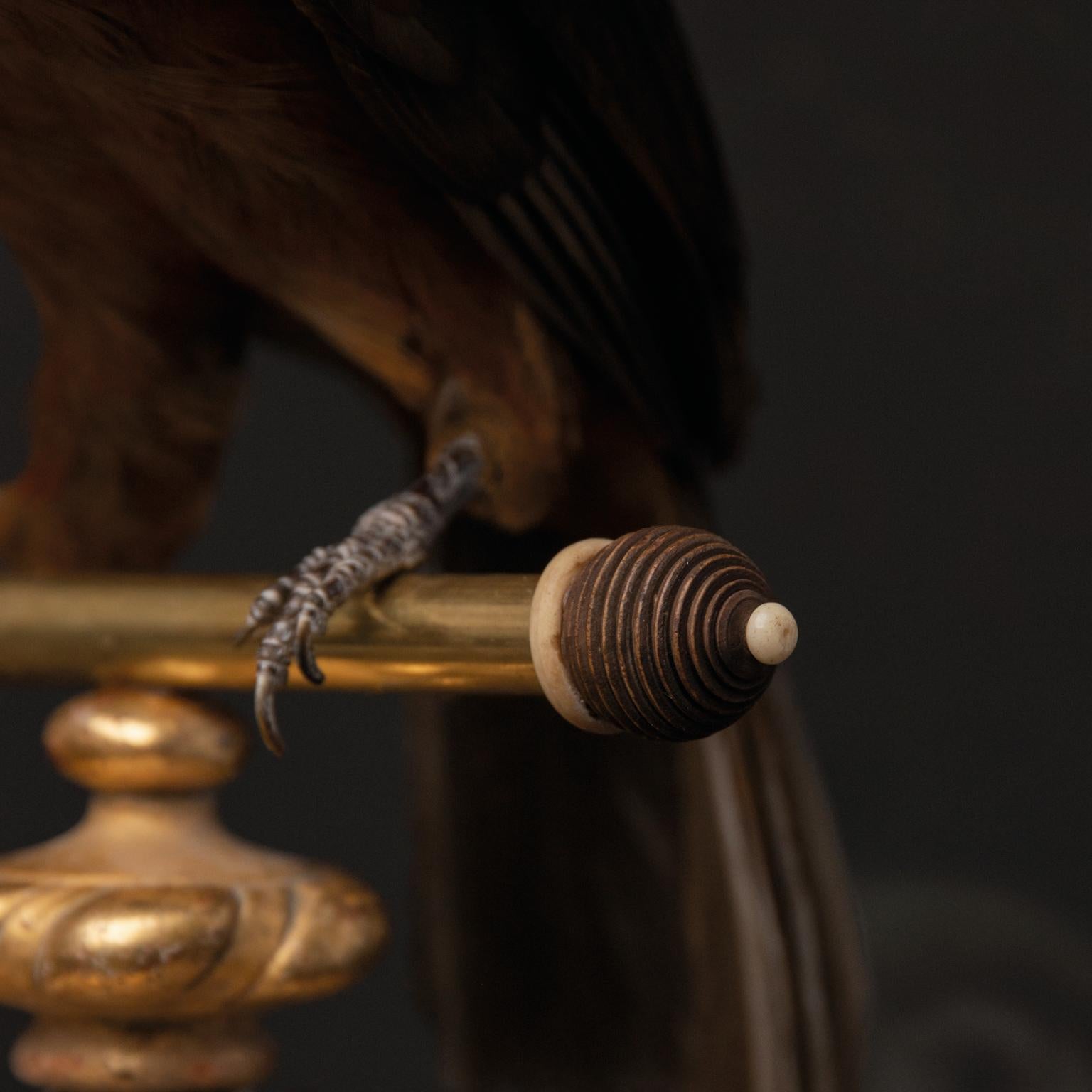 European Fine Taxidermy Andean Cock of the Rocks by Sinke & Van Tongeren