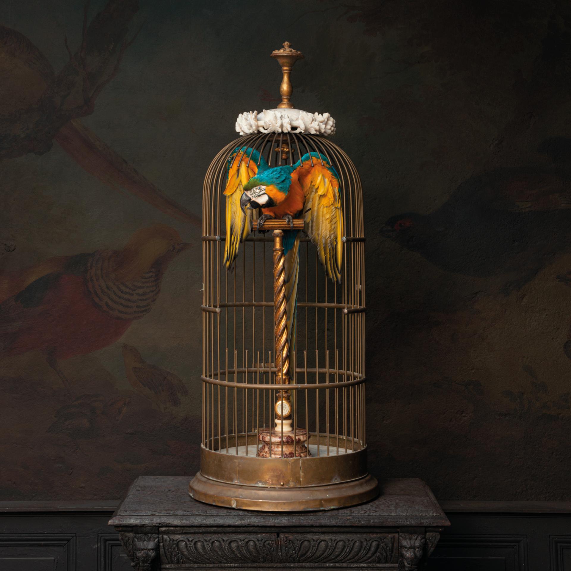 Fine Taxidermy Blue and Gold Macaw in Birdcage by Sinke & Van Tongeren 4