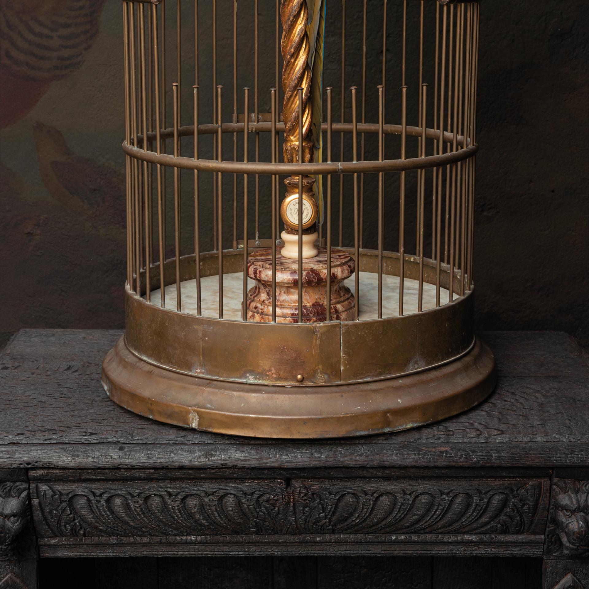 Fine Taxidermy Blue and Gold Macaw in Birdcage by Sinke & Van Tongeren 5