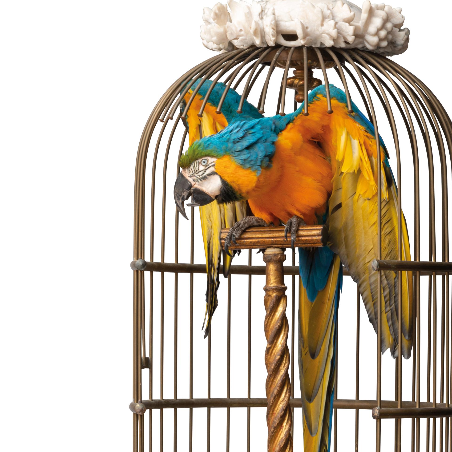Fine Taxidermy Blue and Gold Macaw in Birdcage by Sinke & Van Tongeren 11