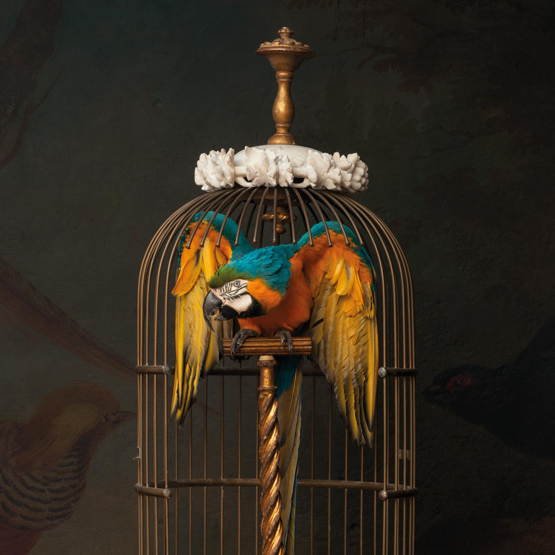 Dutch Fine Taxidermy Blue and Gold Macaw in Birdcage by Sinke & Van Tongeren