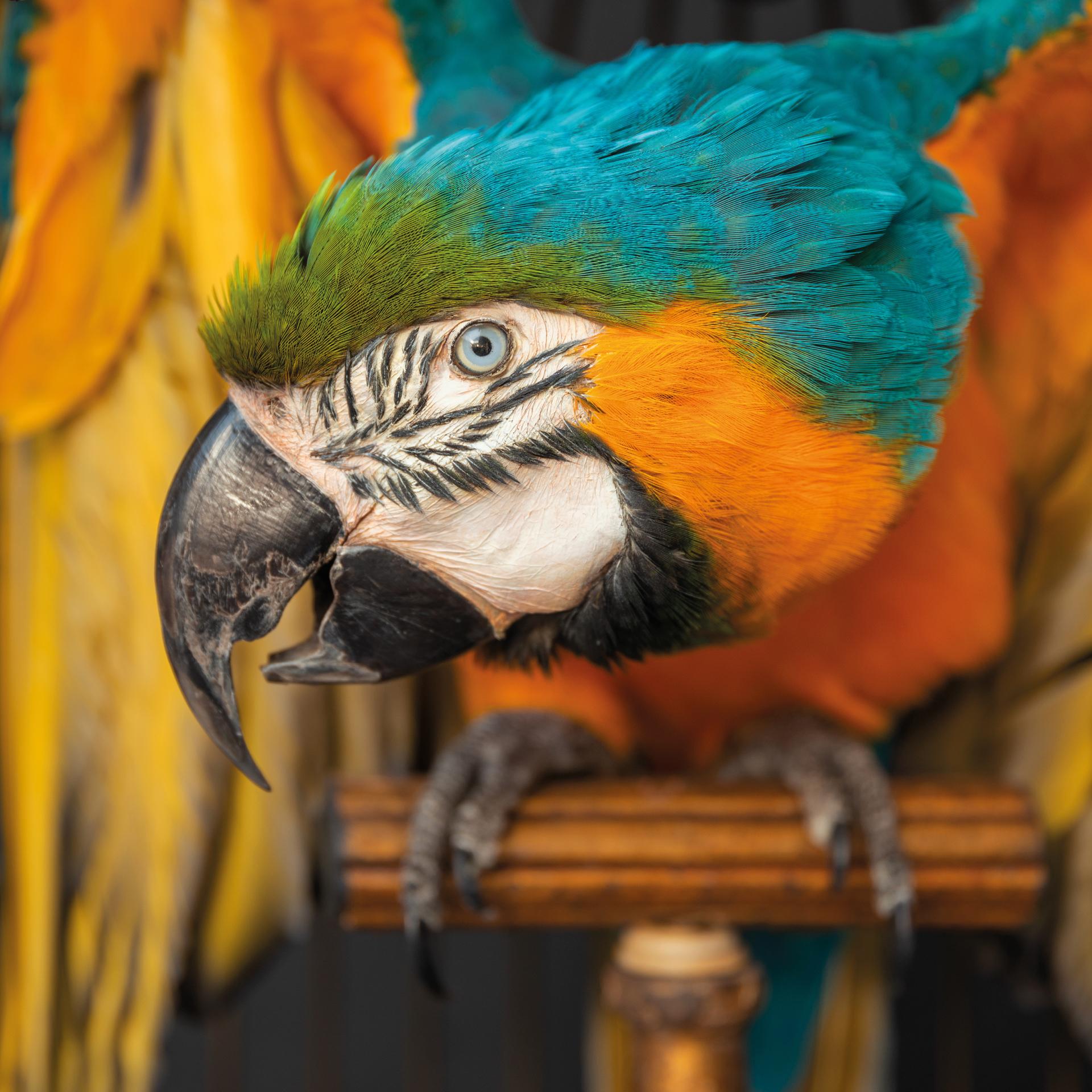 Fine Taxidermy Blue and Gold Macaw in Birdcage by Sinke & Van Tongeren In New Condition In Haarlem, NL
