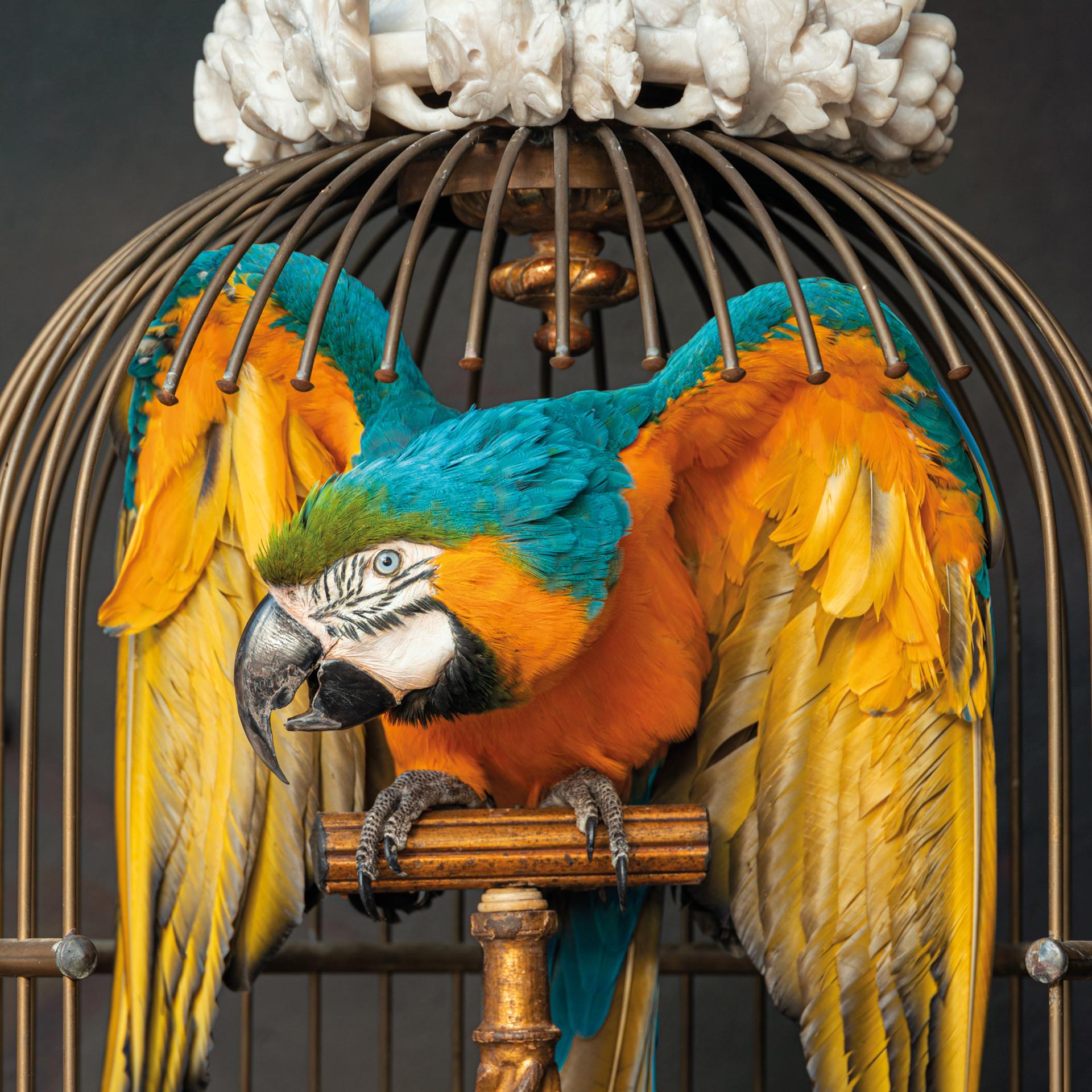 Contemporary Fine Taxidermy Blue and Gold Macaw in Birdcage by Sinke & Van Tongeren