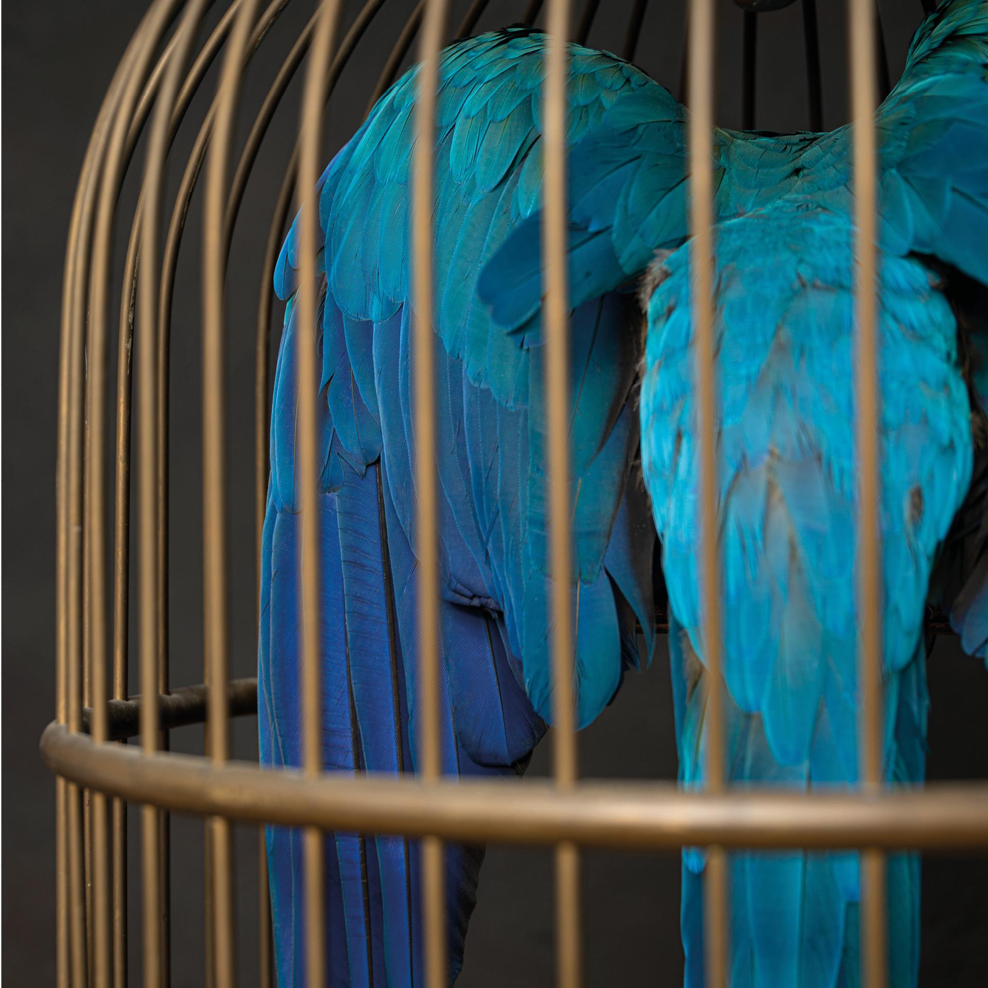Animal Skin Fine Taxidermy Blue and Gold Macaw in Birdcage by Sinke & Van Tongeren