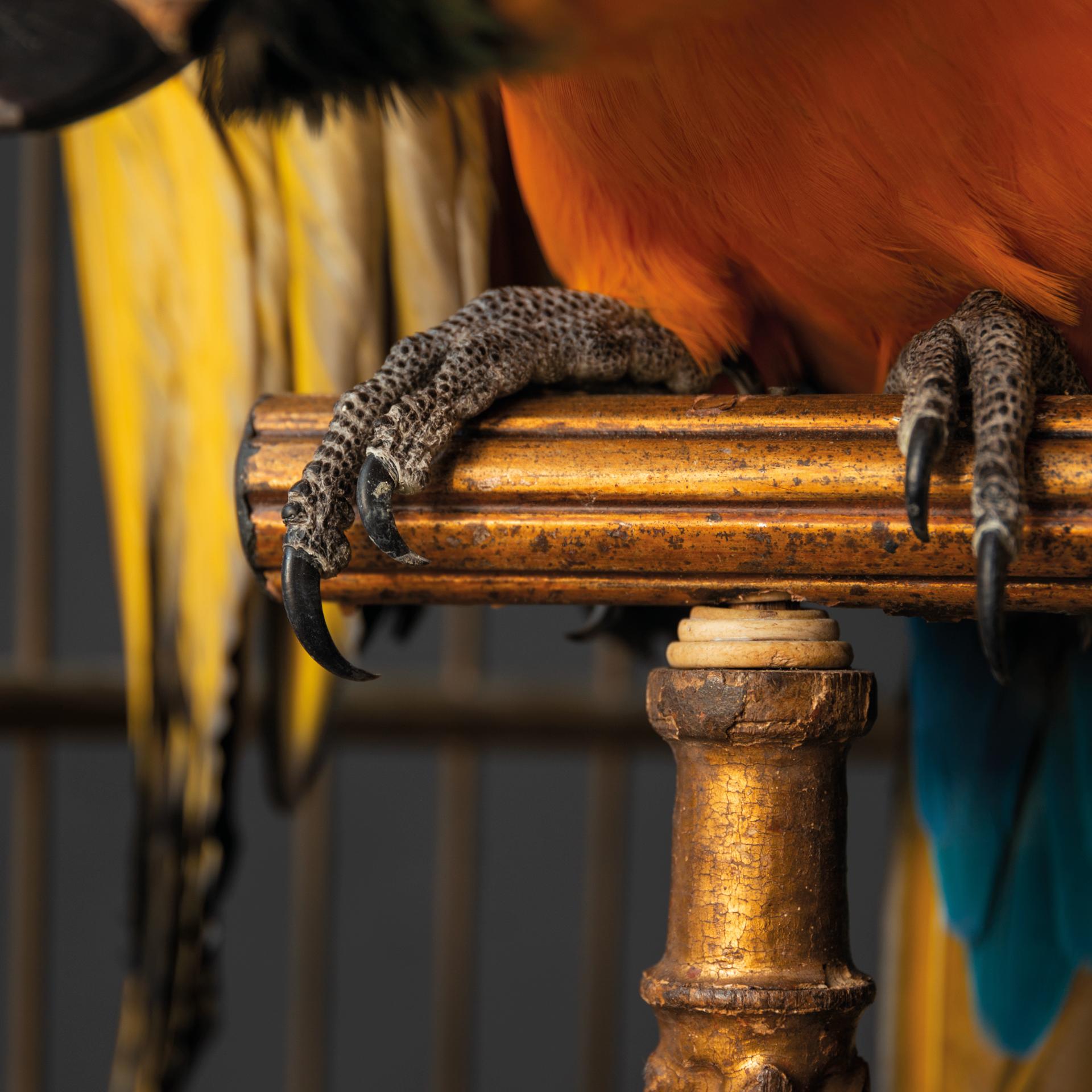 Fine Taxidermy Blue and Gold Macaw in Birdcage by Sinke & Van Tongeren 1