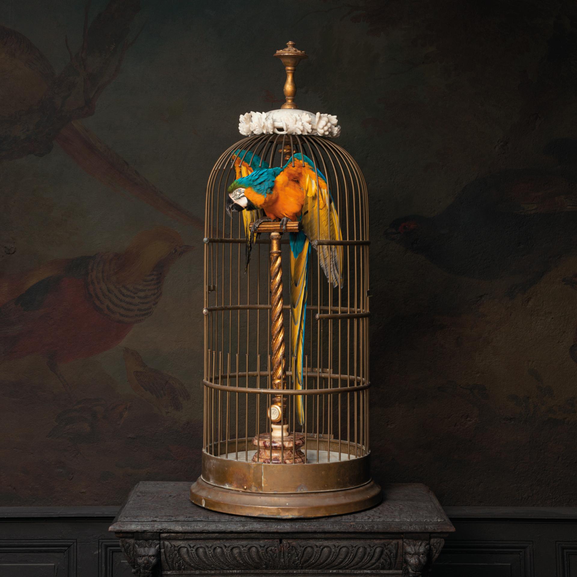 Fine Taxidermy Blue and Gold Macaw in Birdcage by Sinke & Van Tongeren 2