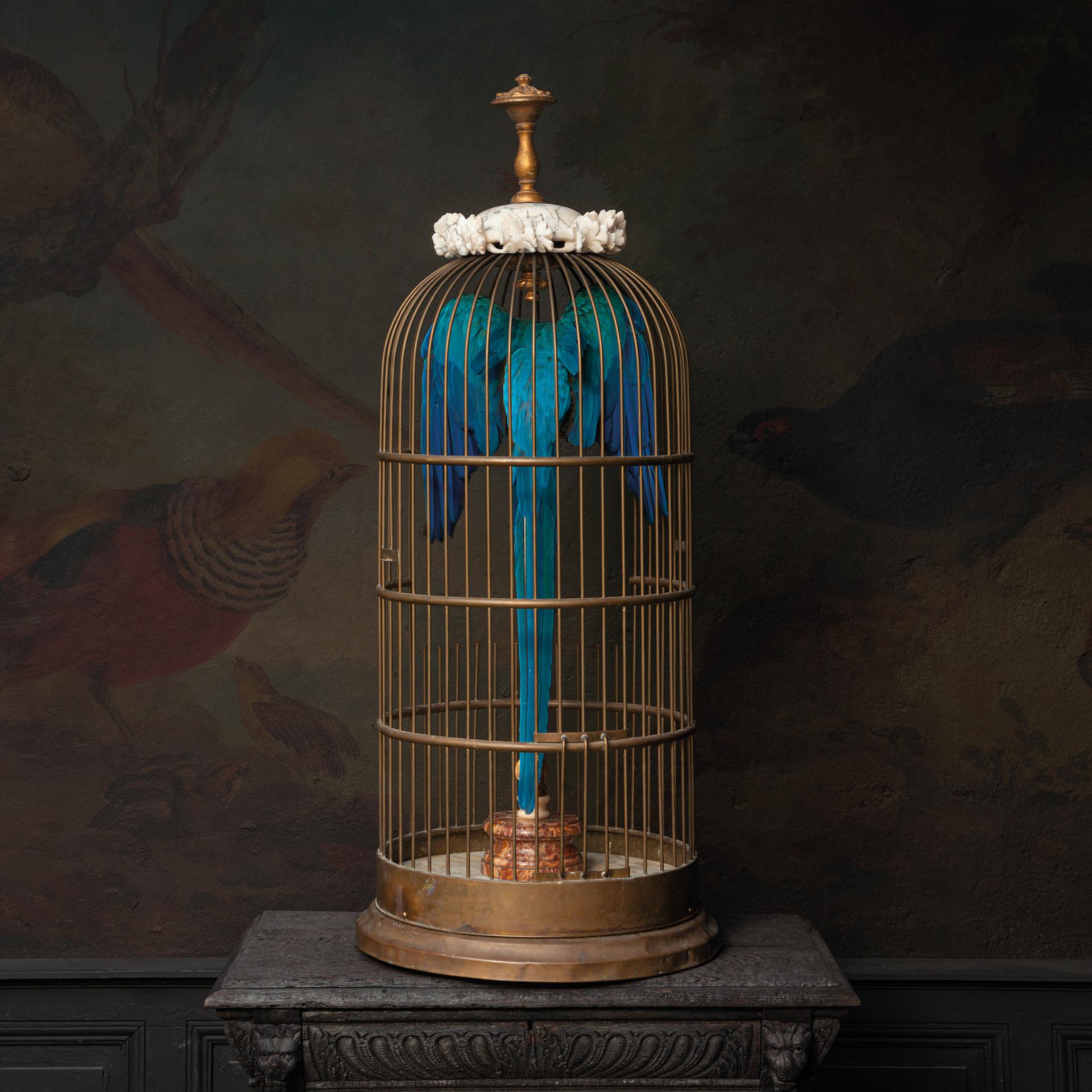 Fine Taxidermy Blue and Gold Macaw in Birdcage by Sinke & Van Tongeren 3