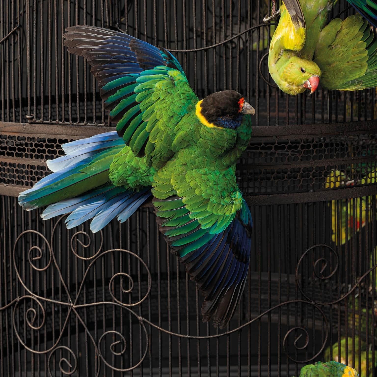 Fine Taxidermy Birdcage Extraordinaire by Sinke & Van Tongeren 4