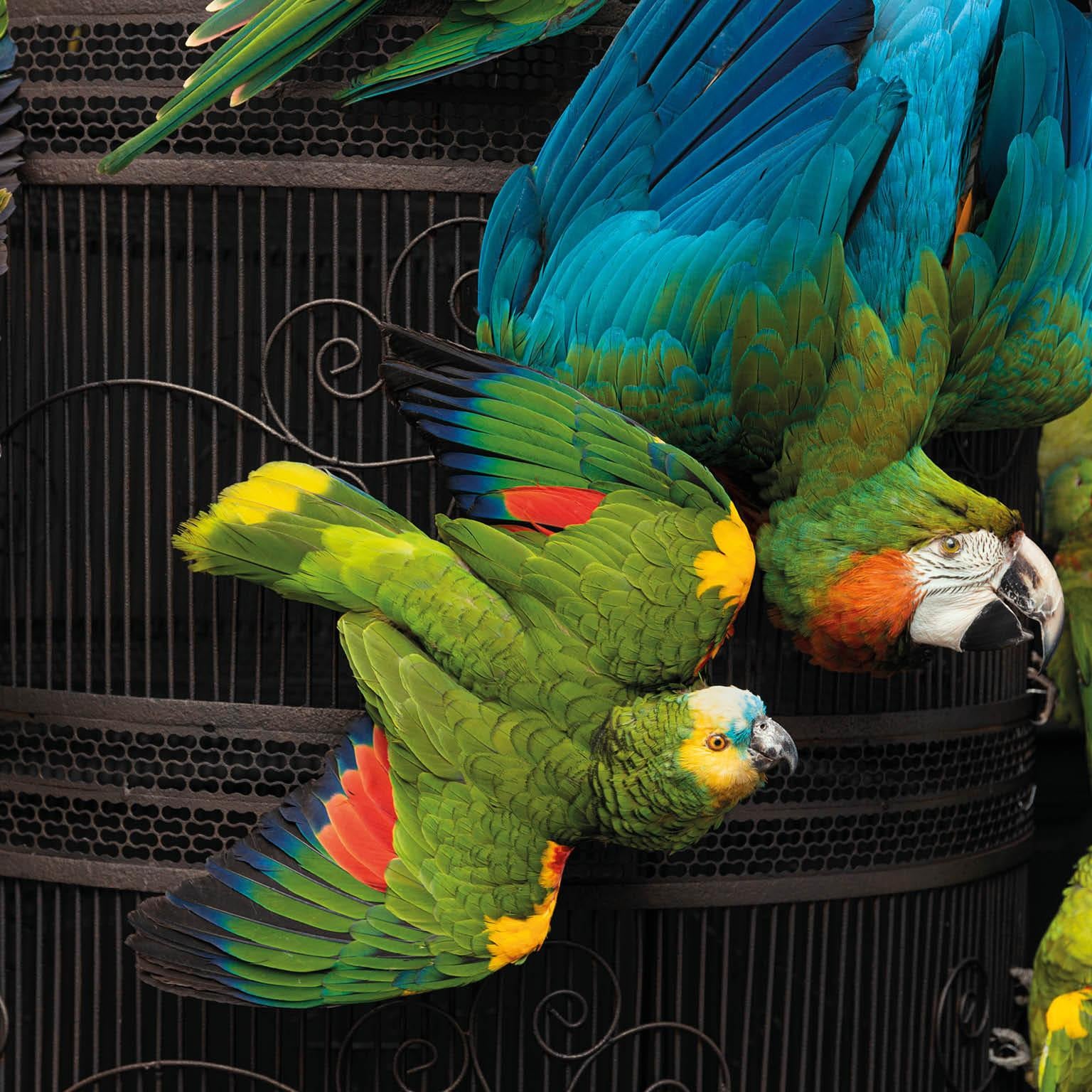 Fine Taxidermy Birdcage Extraordinaire by Sinke & Van Tongeren 5