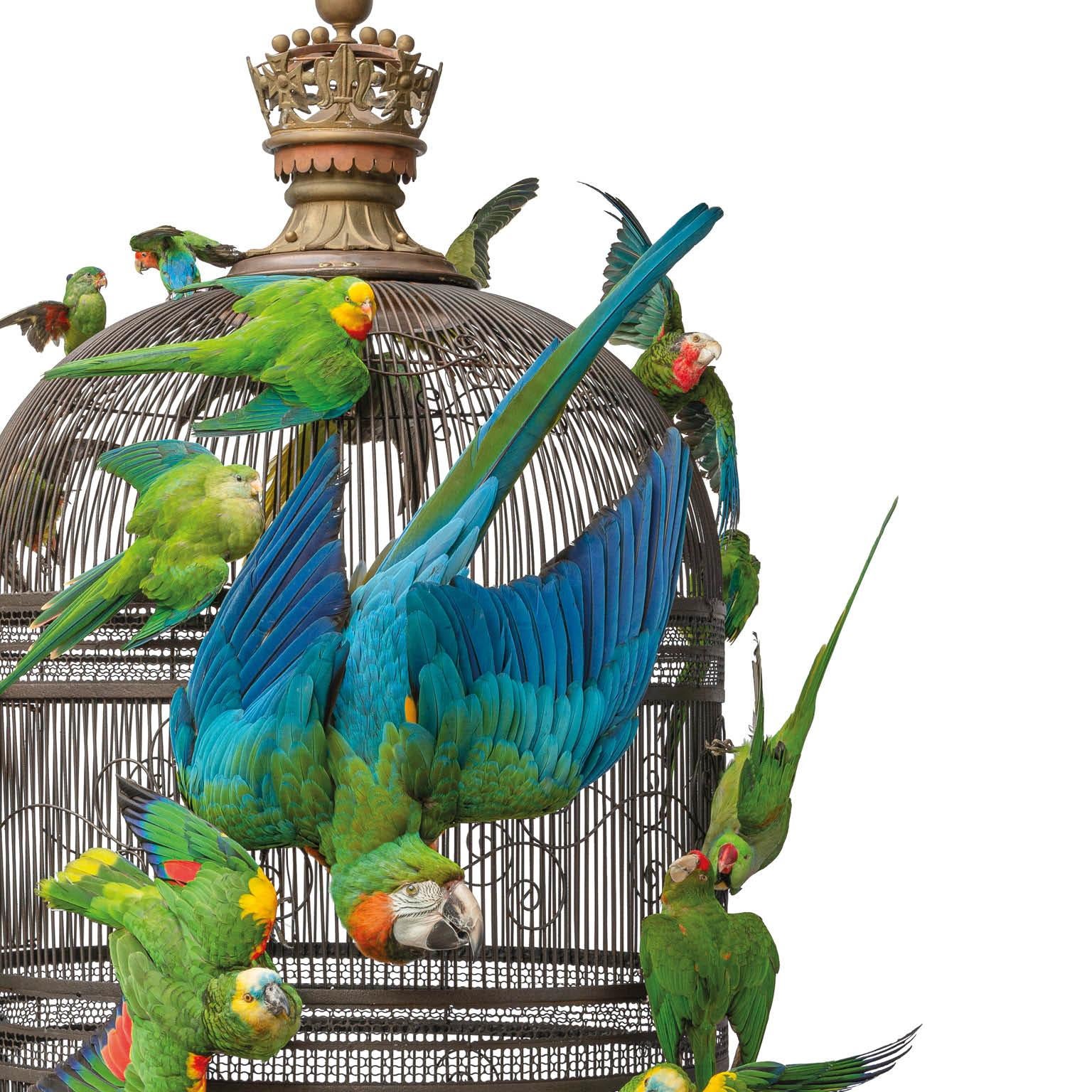 Fine Taxidermy Birdcage Extraordinaire by Sinke & Van Tongeren 6