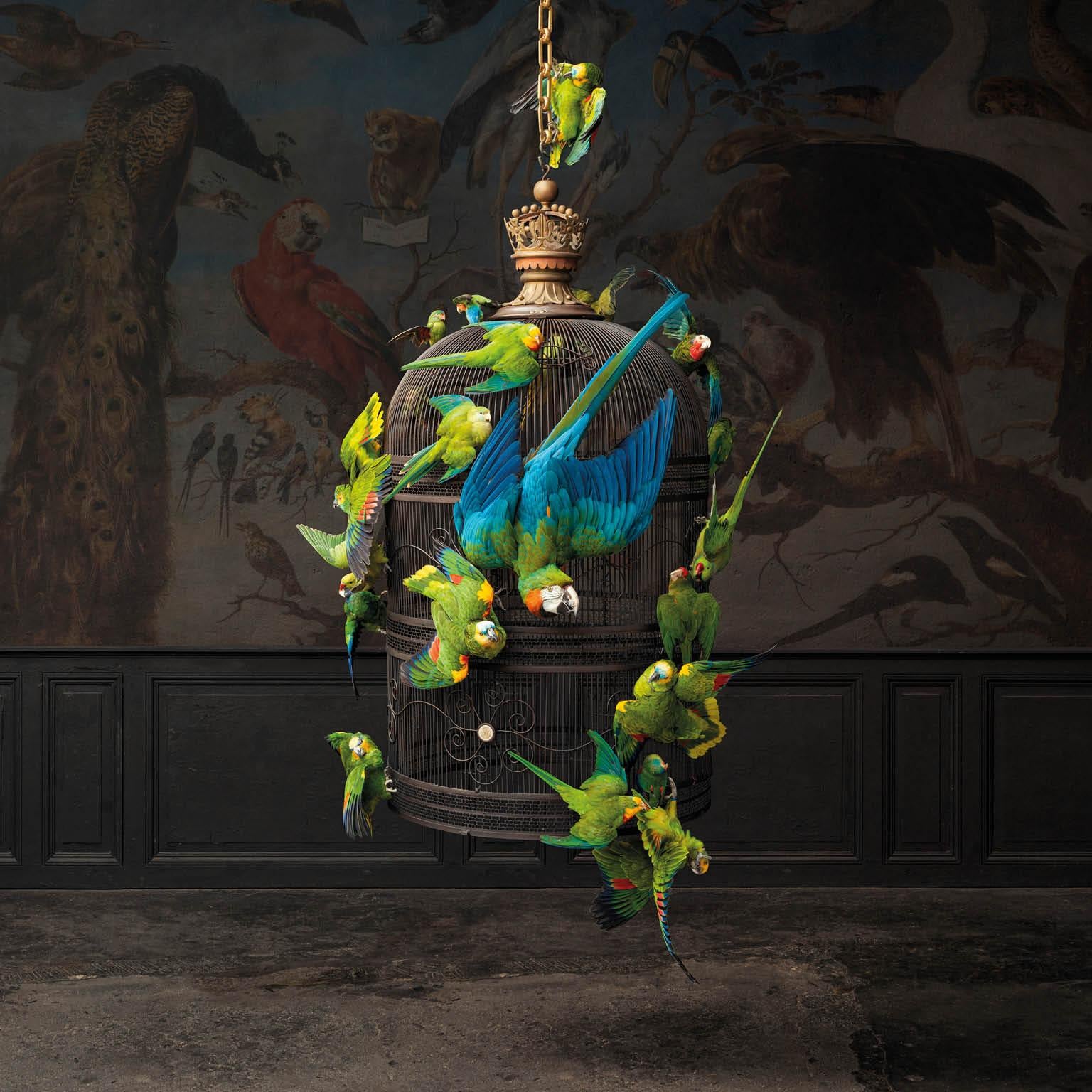 Contemporary Fine Taxidermy Birdcage Extraordinaire by Sinke & Van Tongeren