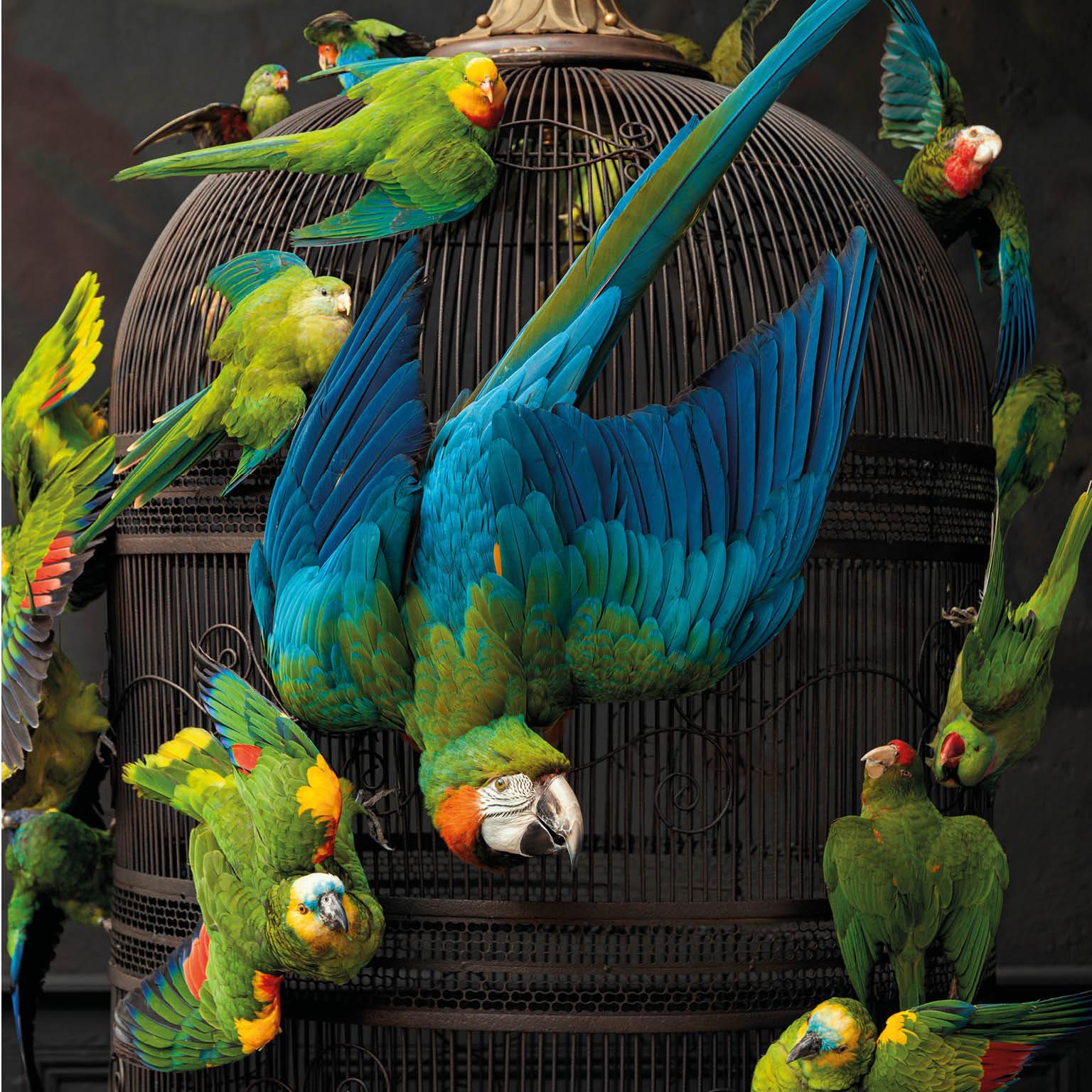 Animal Skin Fine Taxidermy Birdcage Extraordinaire by Sinke & Van Tongeren