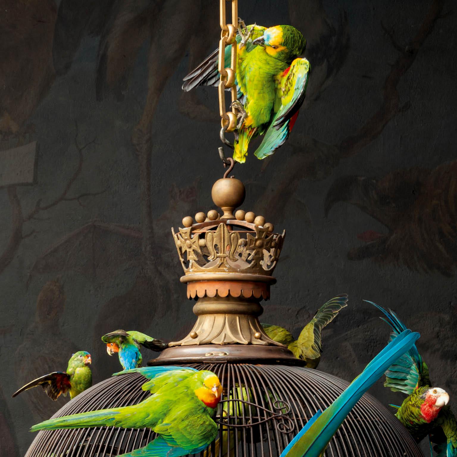 Fine Taxidermy Birdcage Extraordinaire by Sinke & Van Tongeren 1