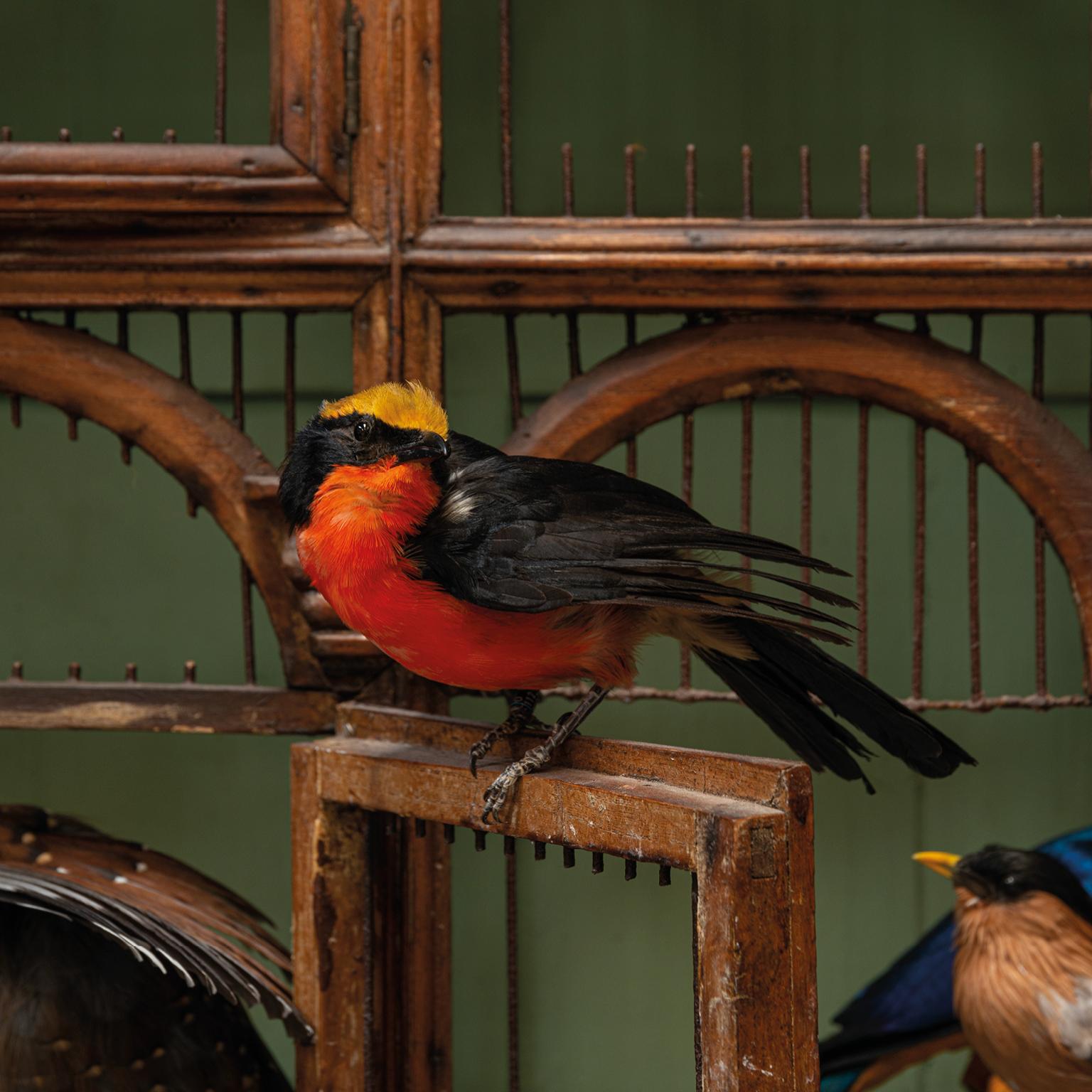Cage à oiseaux de taxidermie « Orchestra No1 » de Sinke & Van Tongeren en vente 7