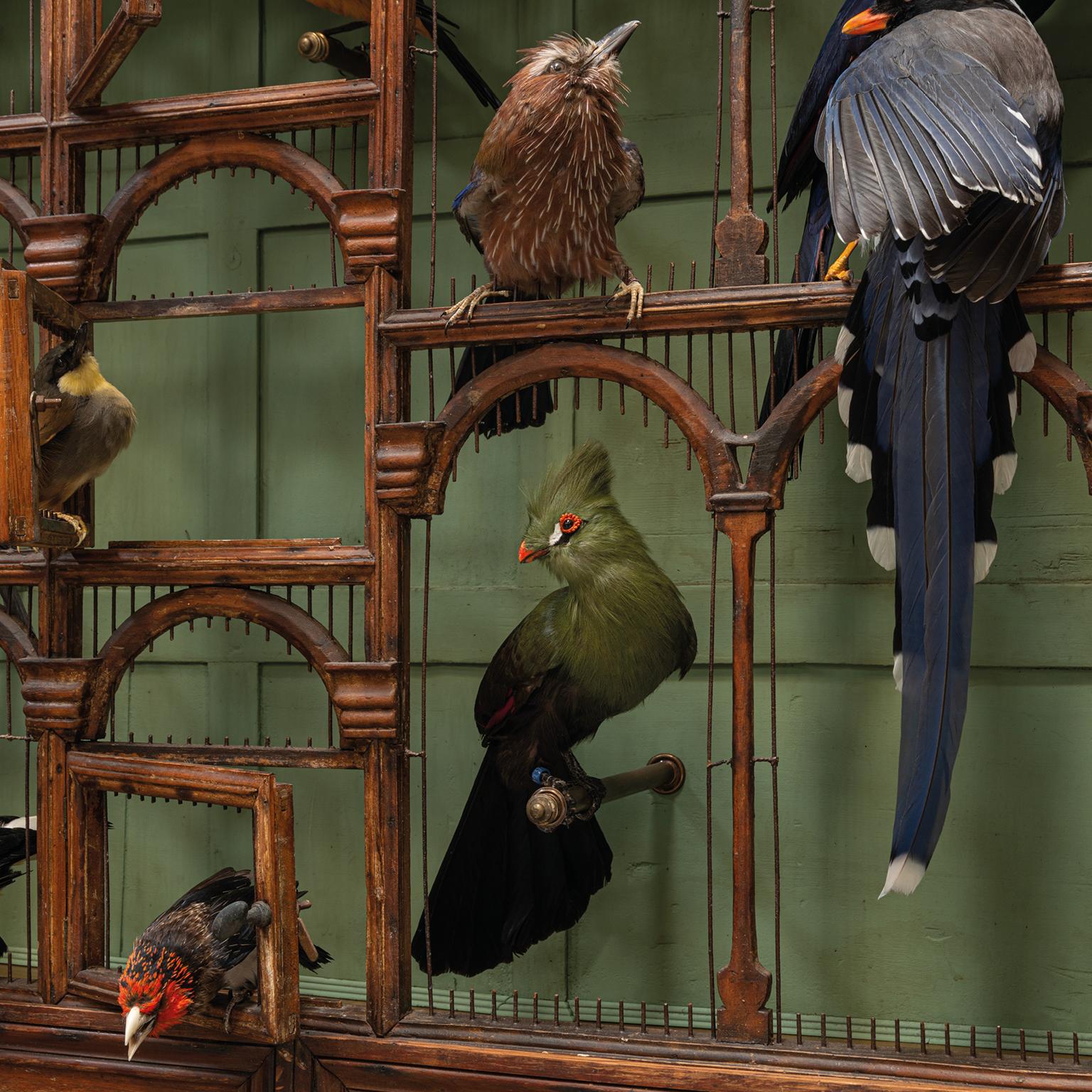 Fine Taxidermy Birdcage 'Orchestra No1' by Sinke & Van Tongeren For Sale 9
