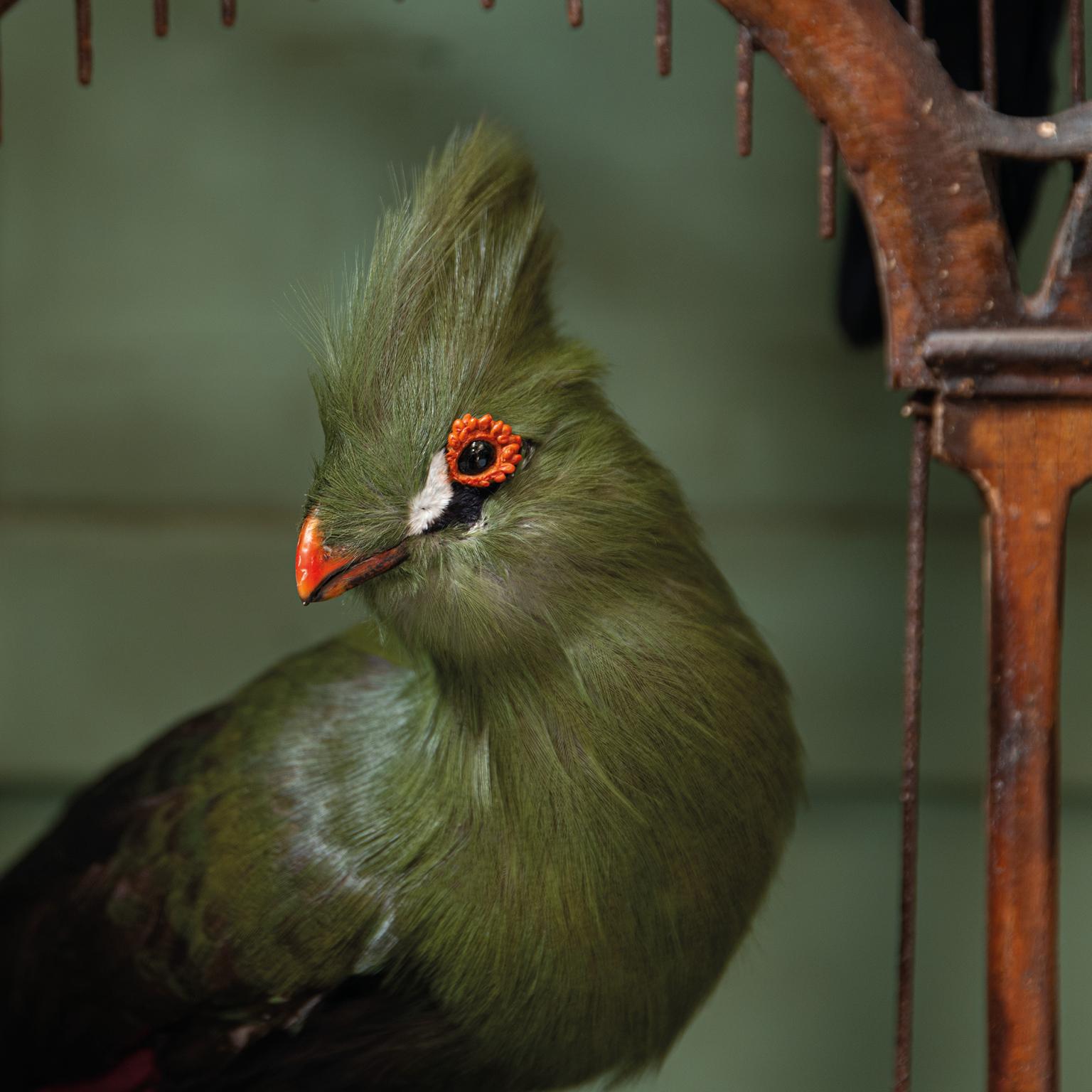 Feiner Taxidermie-Vogelkäfig „Orchestra No1“ von Sinke & Van Tongeren im Angebot 11