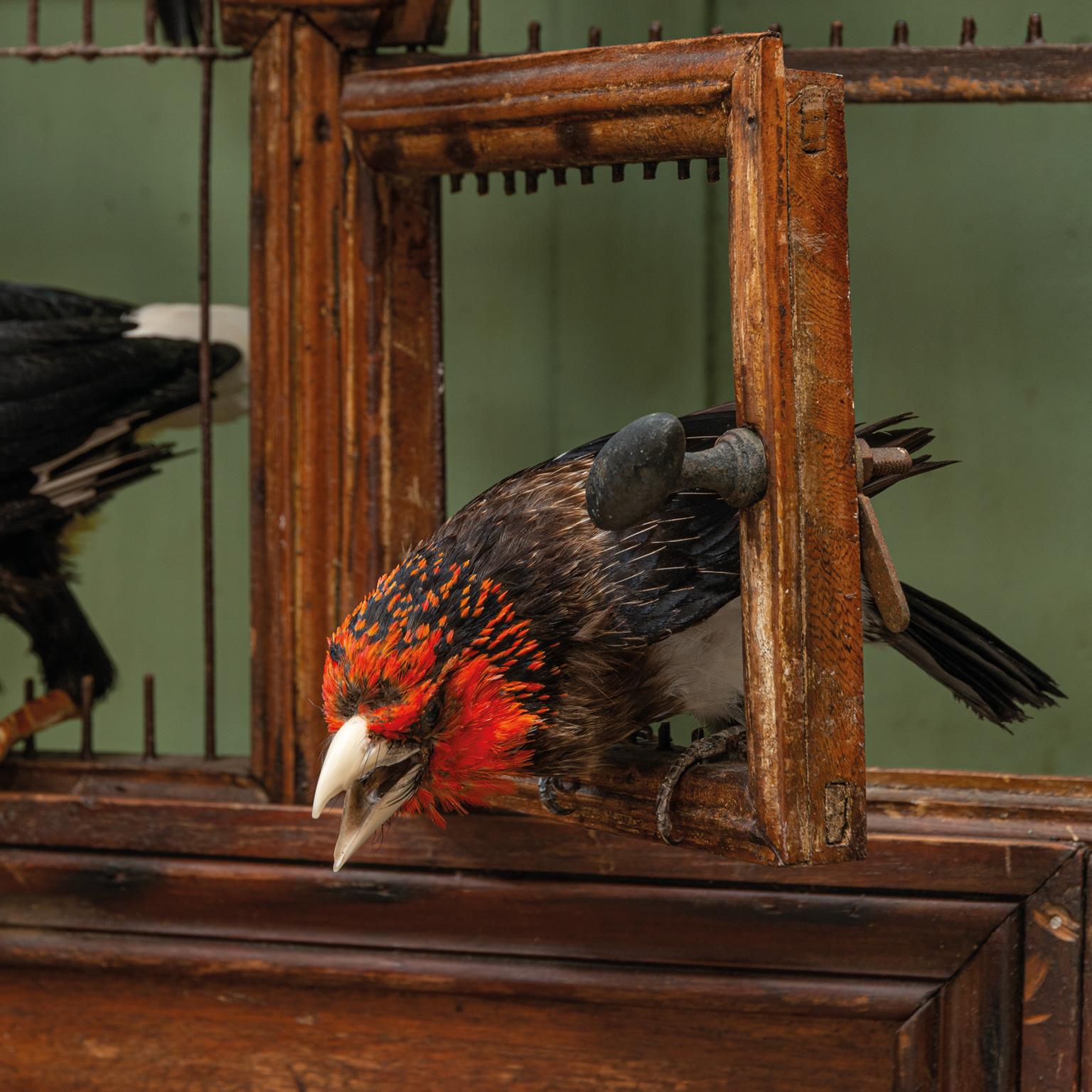 Fine Taxidermy Birdcage 'Orchestra No1' by Sinke & Van Tongeren For Sale 11