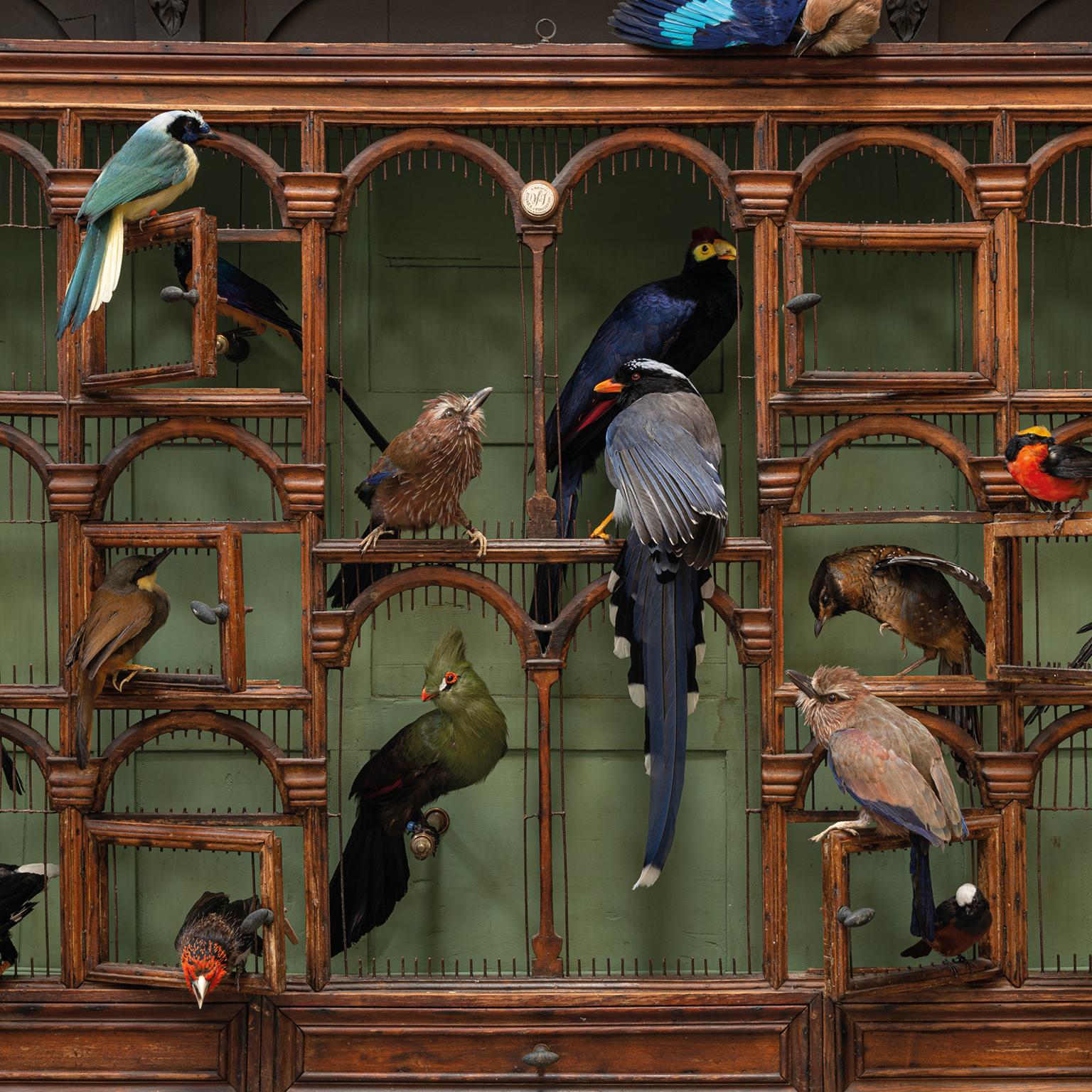 Fine Taxidermy Birdcage 'Orchestra No1' by Sinke & Van Tongeren In Excellent Condition For Sale In Haarlem, NL