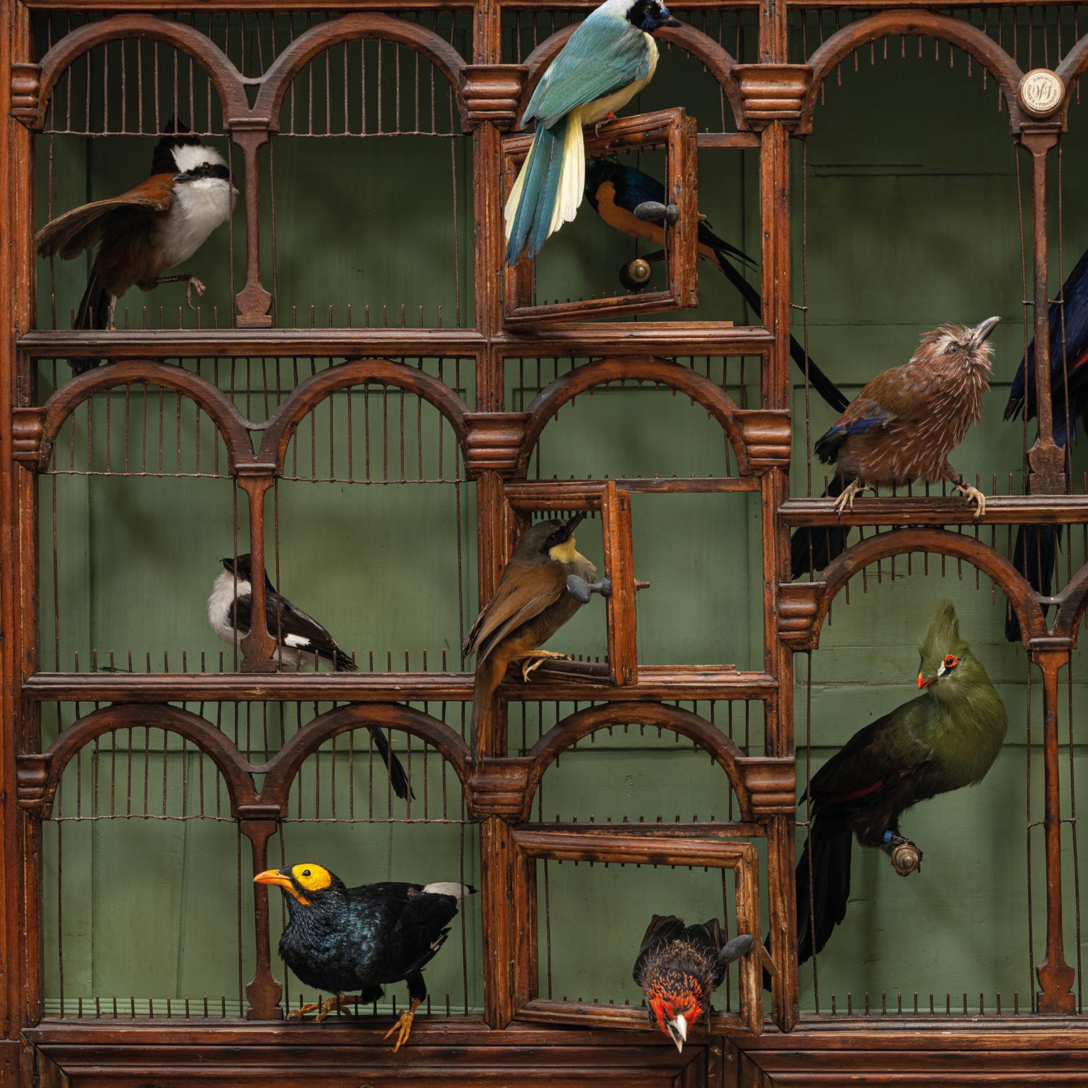 Peau d'animal Cage à oiseaux de taxidermie « Orchestra No1 » de Sinke & Van Tongeren en vente