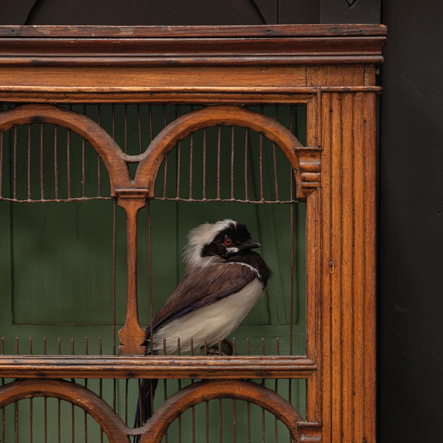 Animal Skin Fine Taxidermy Birdcage 'Orchestra No1' by Sinke & Van Tongeren For Sale