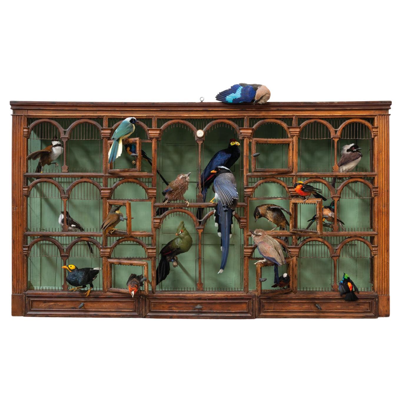 Fine Taxidermy Birdcage 'Orchestra No1' by Sinke & Van Tongeren For Sale