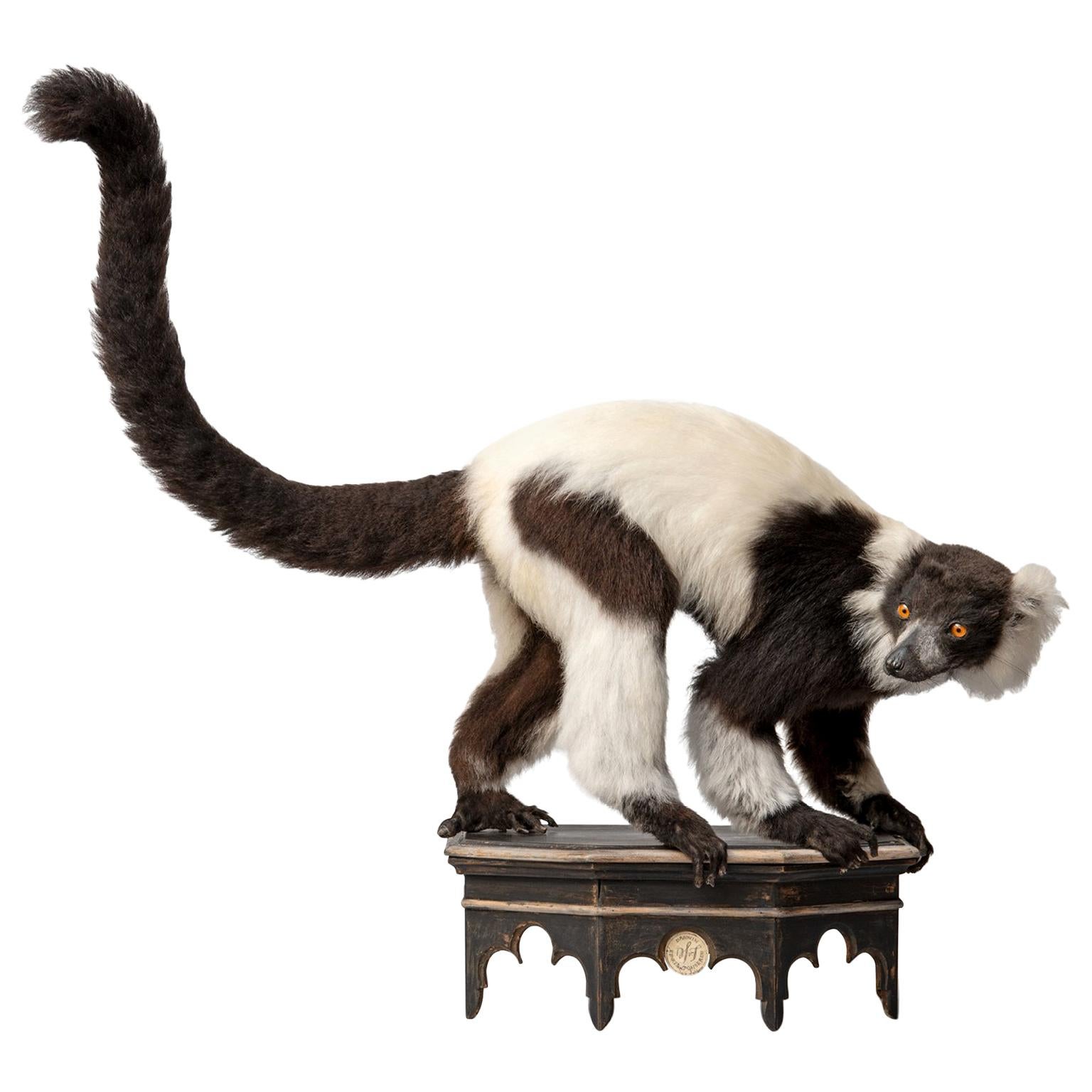 Taxidermie fine du lémurien huppé noir et blanc par Sinke & Van Tongeren