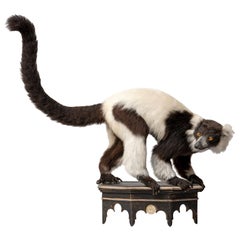 Fine Taxidermy Black and White Ruffed Lemur by Sinke 
Van Tongeren