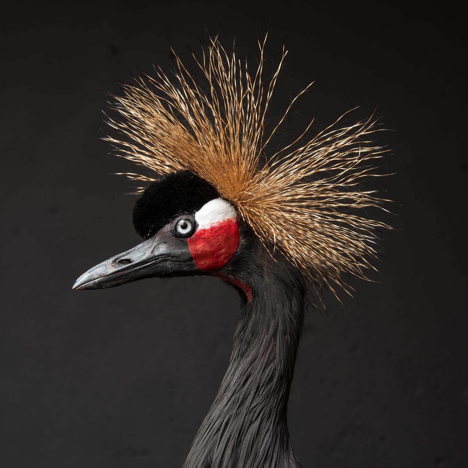 Fine Taxidermy Black Crowned Crane by Sinke & Van Tongeren 2