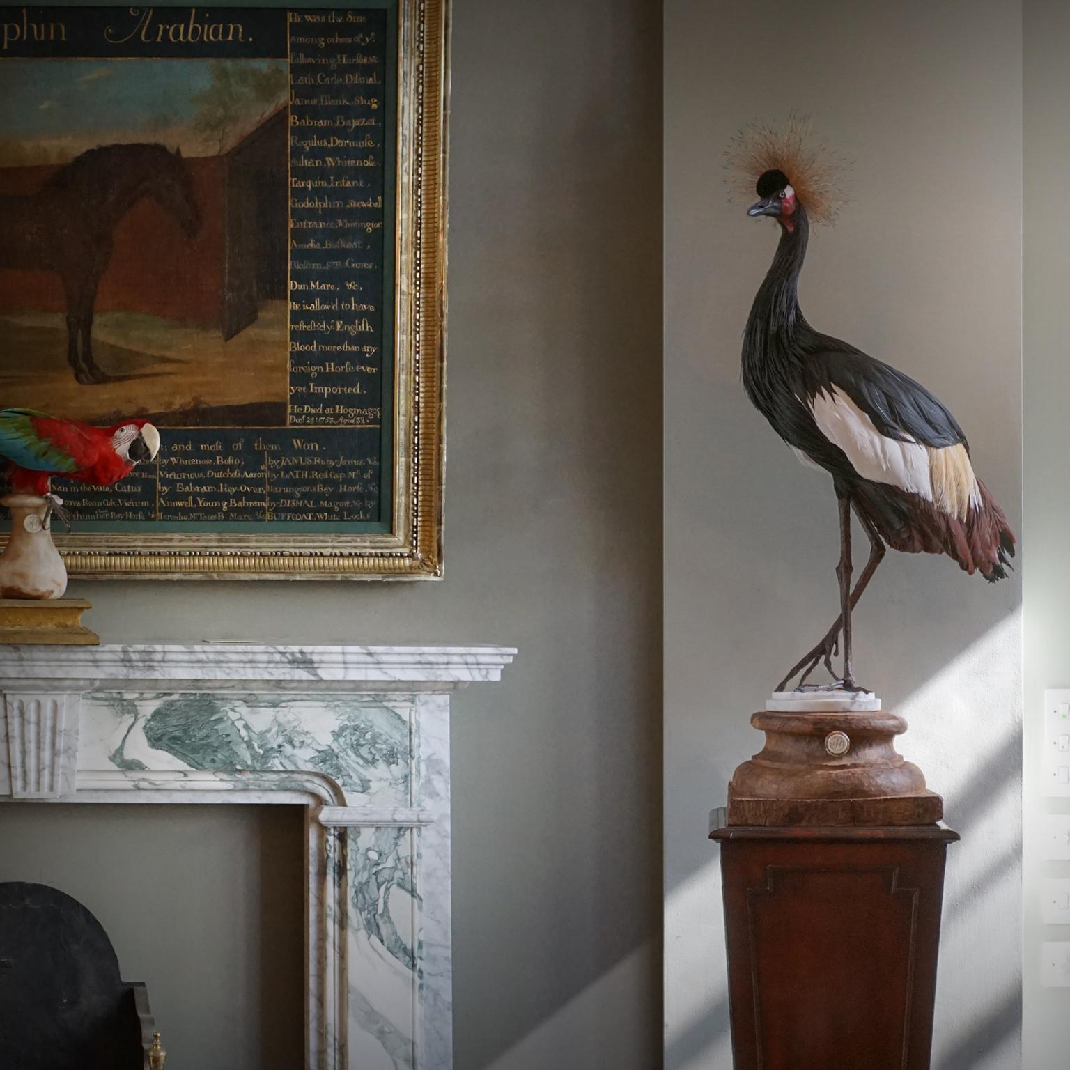 Fine Taxidermy Black Crowned Crane by Sinke & Van Tongeren 3